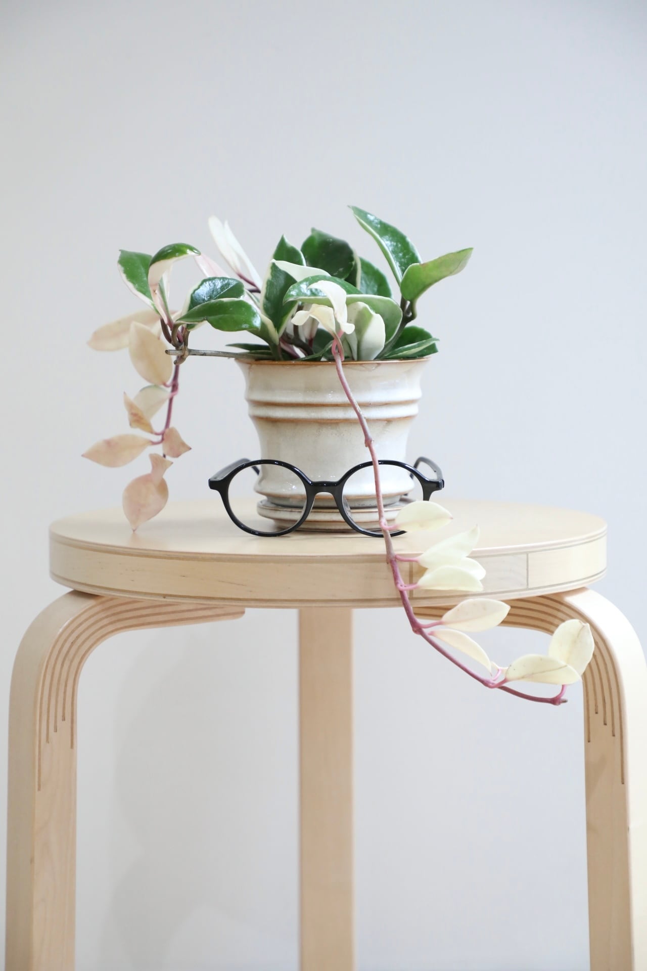 ディオーン スピヌロスム/Dioon spinulosum ※陶器鉢付き ※水やり頻度が