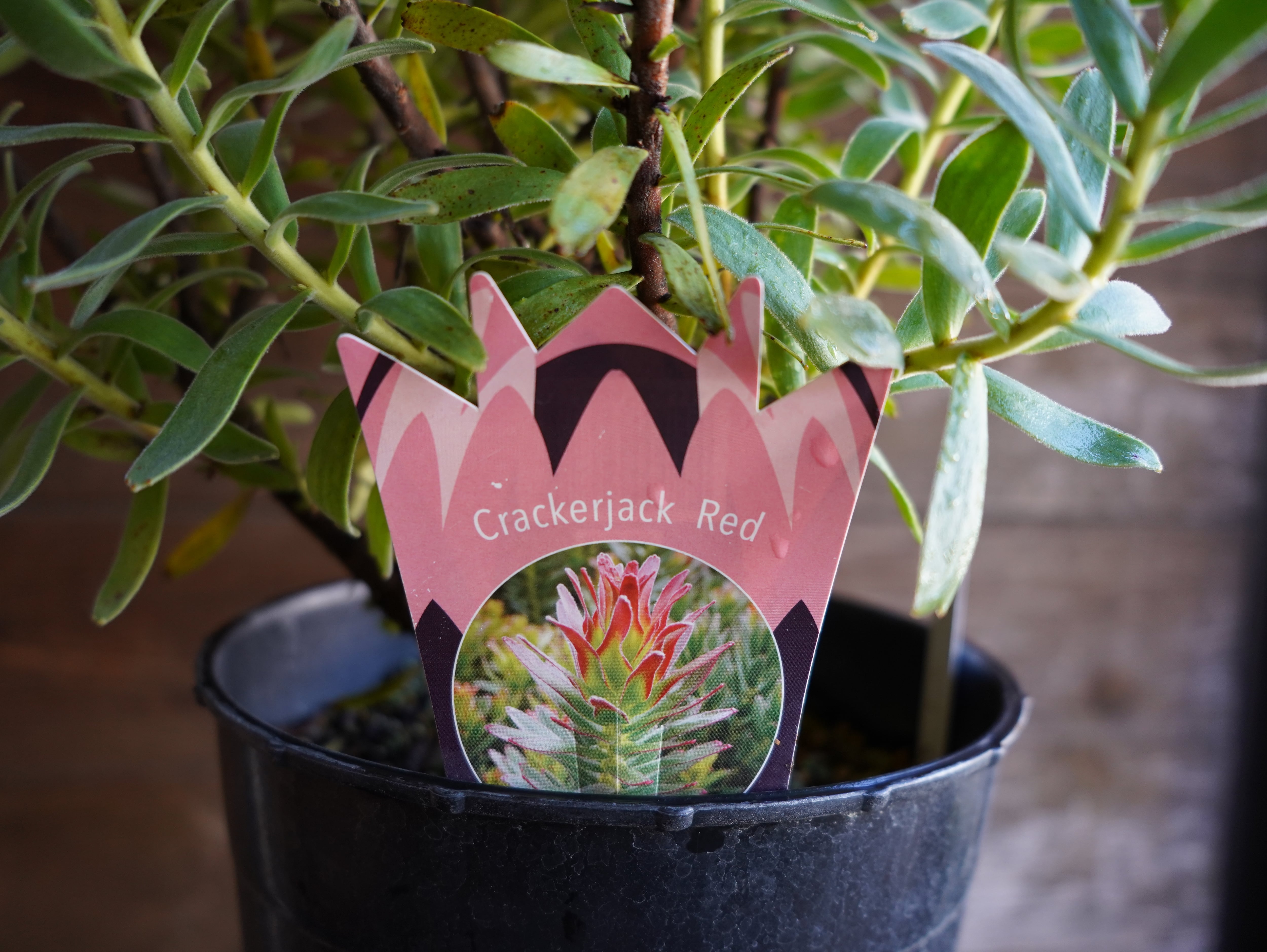 【現物】ミメテス　”クラッカージャックレッド”