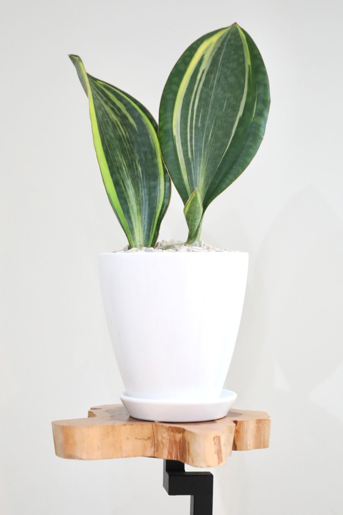 M】サンスベリア マッソニアーナ バリエガータ/Sansevieria Masoniana