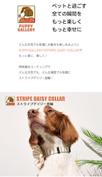 【PUPPYGALLERY公式】ストライプデイジー首輪 XS-S
