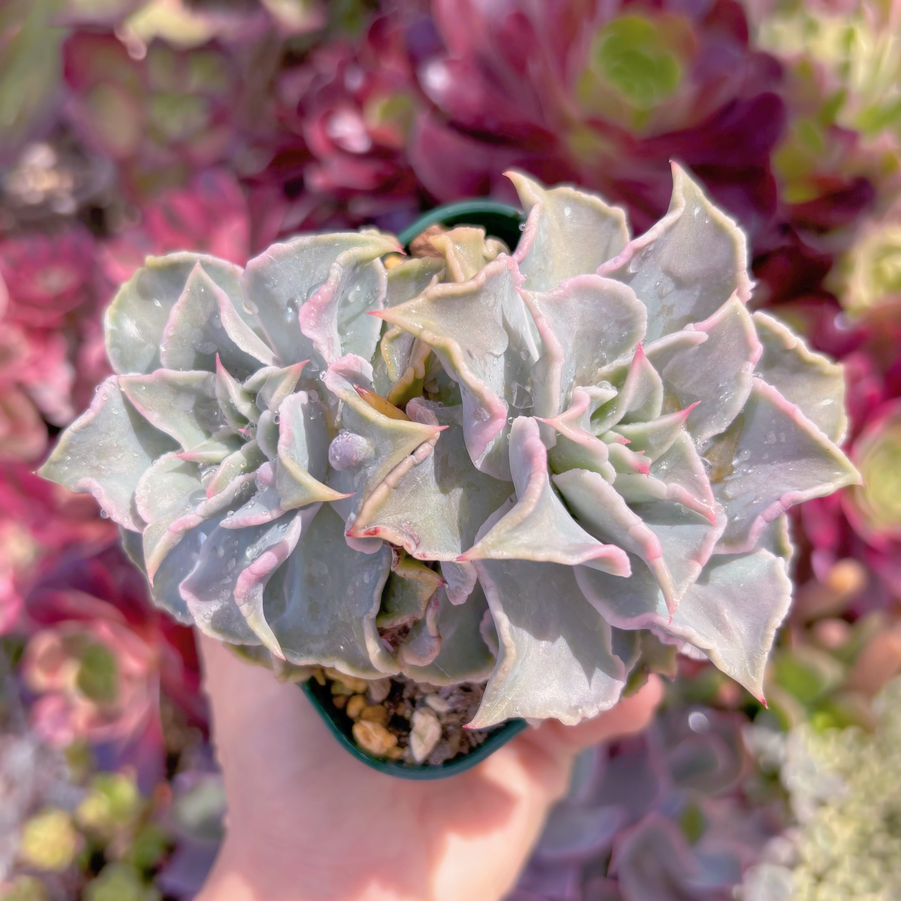 現品　コブマディバ#B64　るる農園