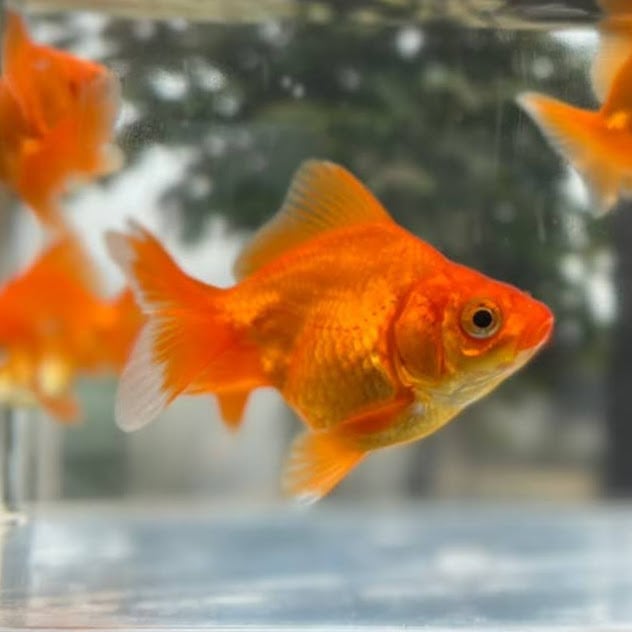 金魚）だるま琉金 おまかせ色ミックス （1匹）【生体】 | 川村淡水魚