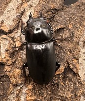 《ドンキエルコクワ亜種ハンプイ(黒ドンキ) 34mm ♀単》