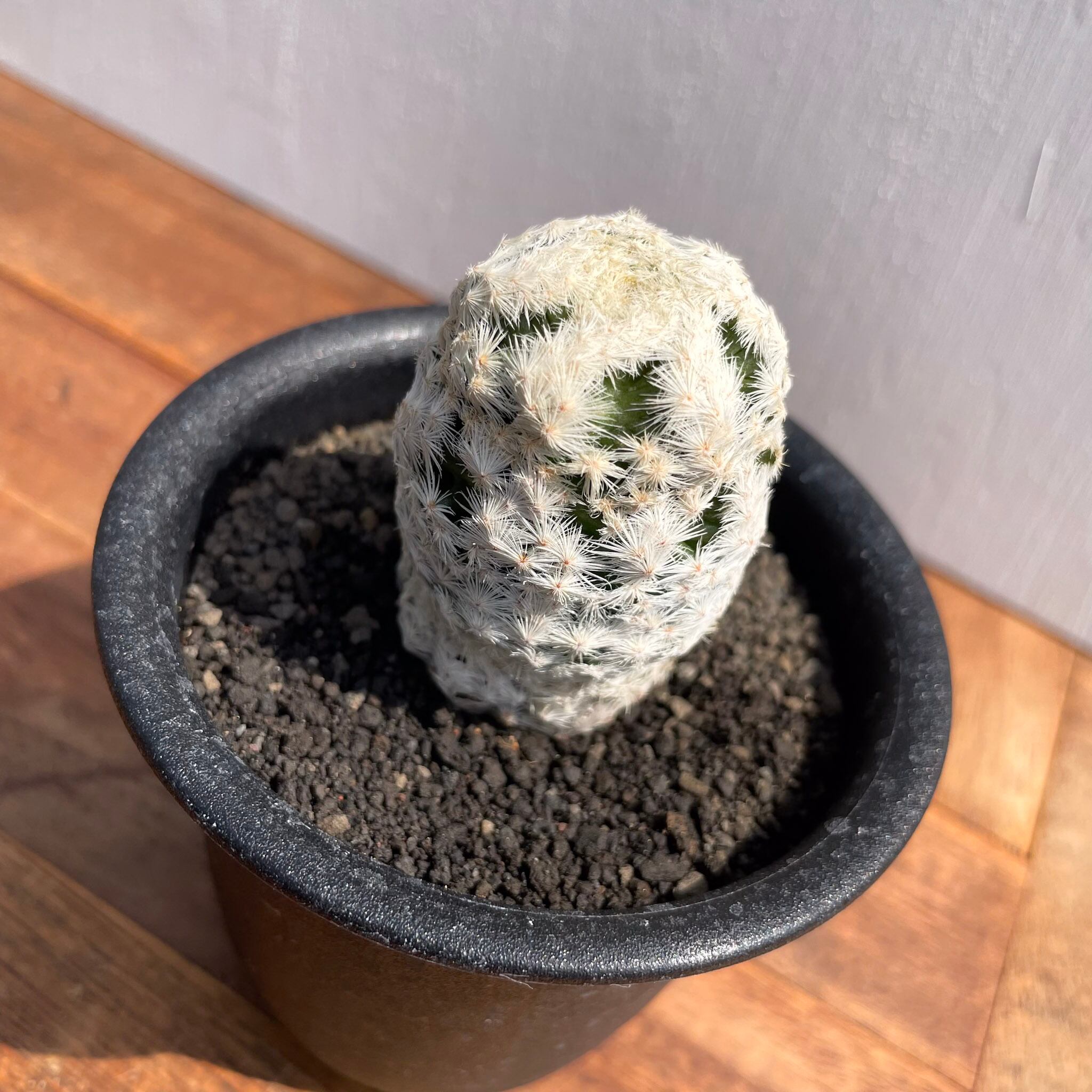 Mammillaria herrerae【マミラリア・大文字白鳥】 | RIMO'S GREEN