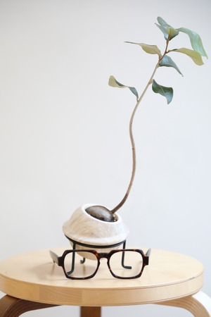 【S】サキシマスオウノキ/Heritiera littoralis