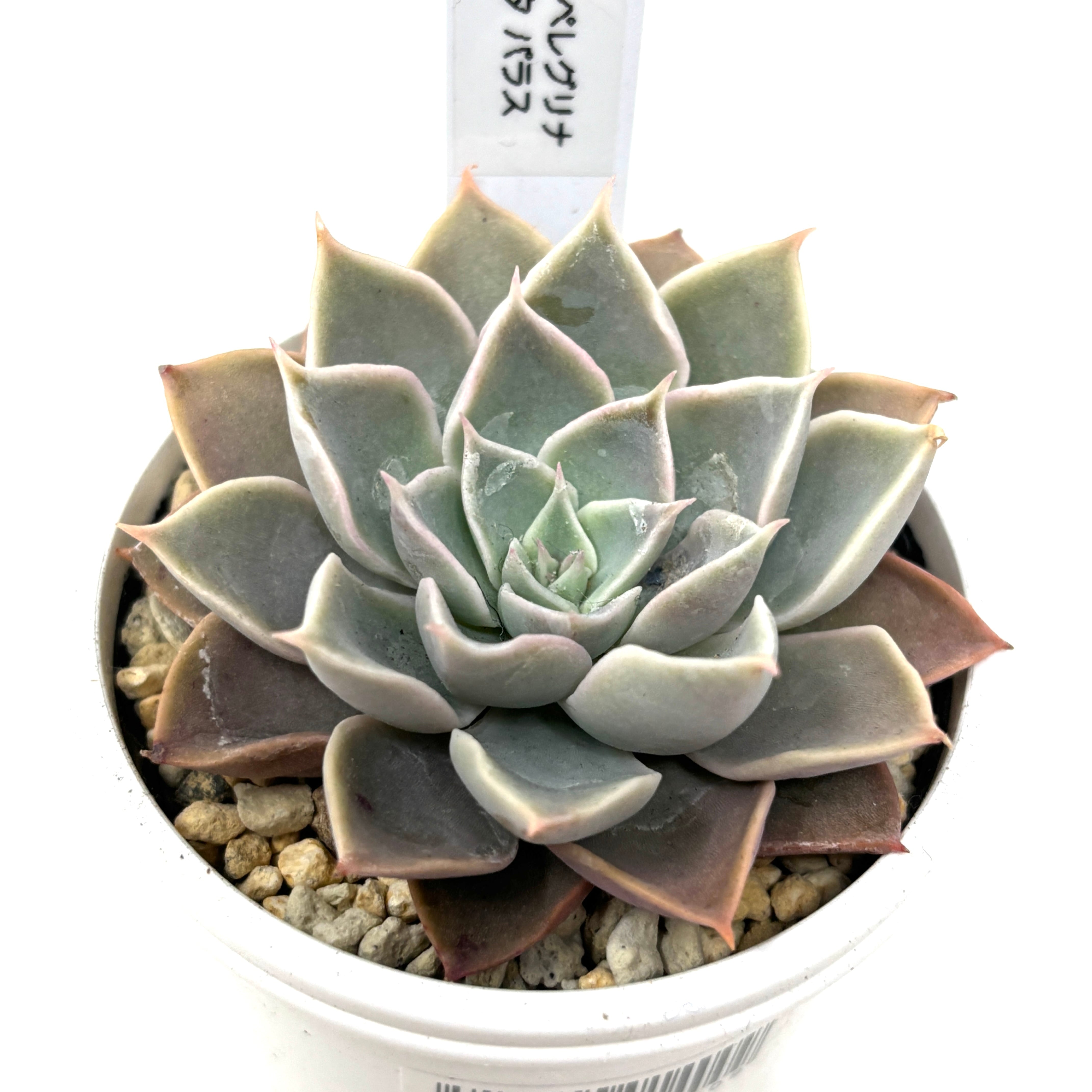 marumocoさん苗 エケベリア ♀シャビアナペレグリナ × ♂クスピダータパラス【775】