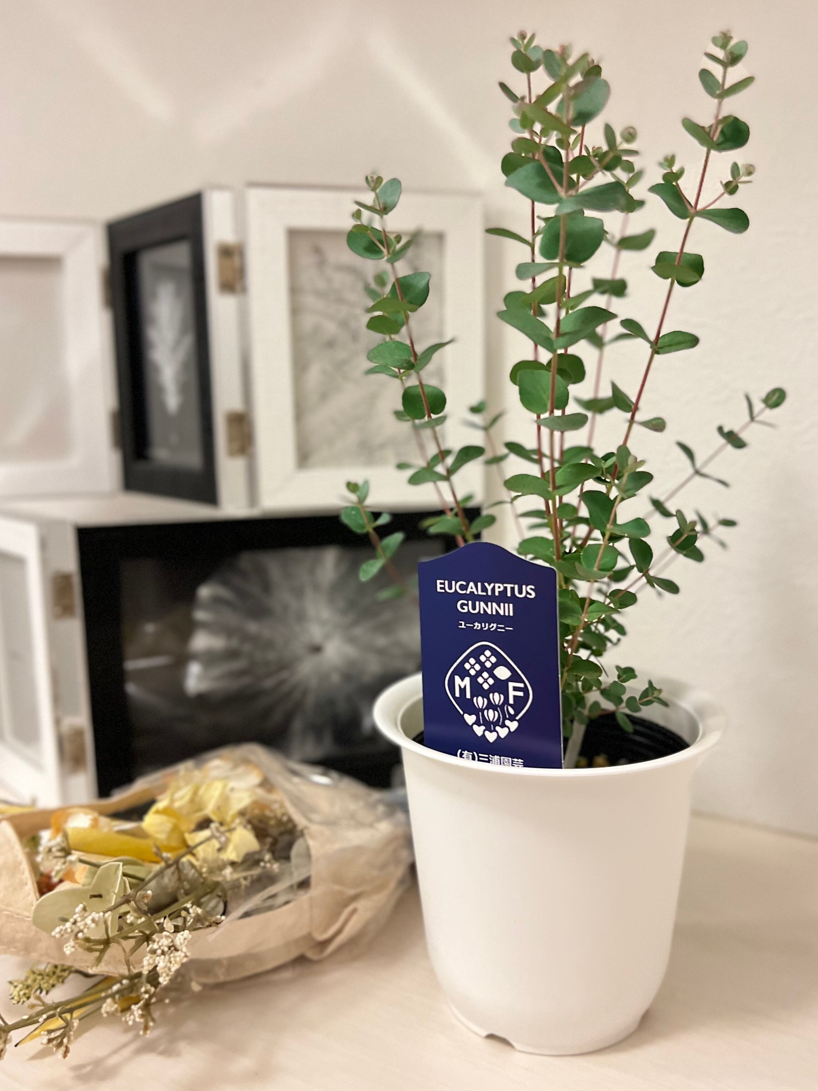 ユーカリ グニー 三浦園芸