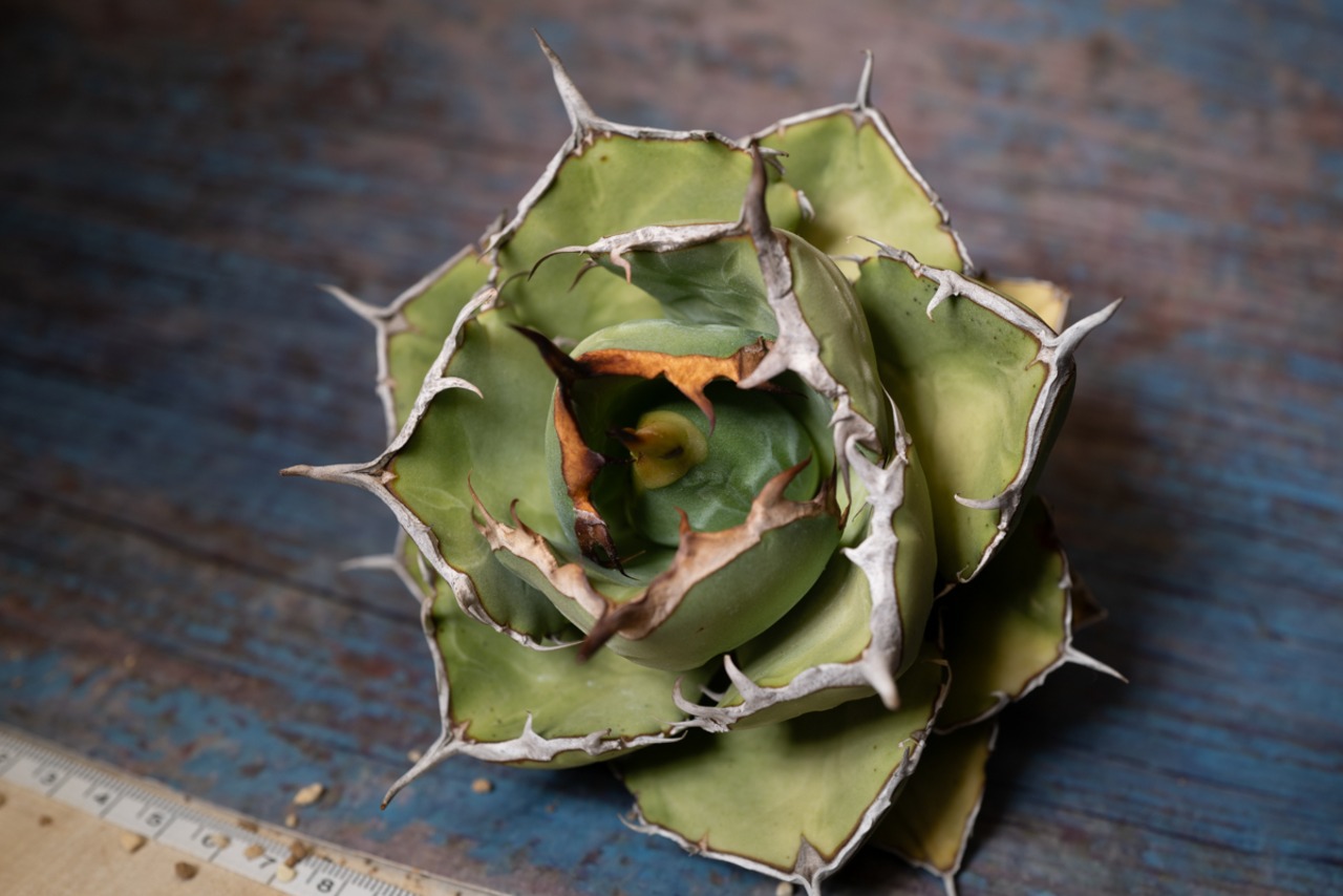 アガベ チタノタ ノーネーム⑨ 画像4