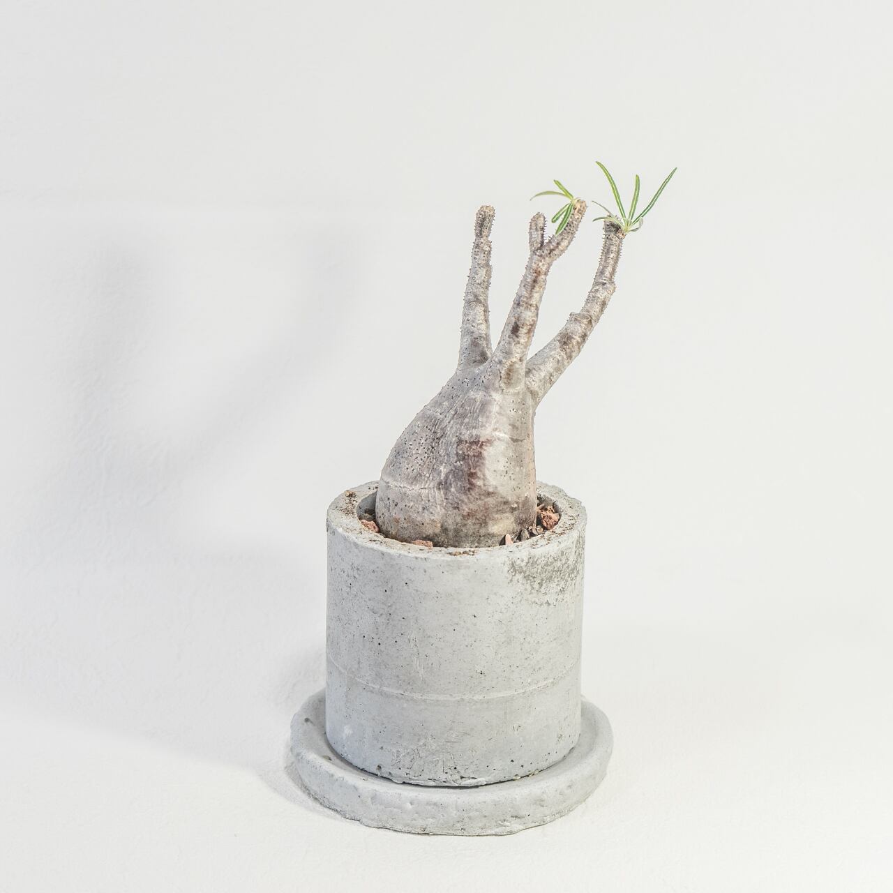 パキポディウム・グラキリス コンパクトな20cm胴の可愛らしい発根株【モルタル鉢】