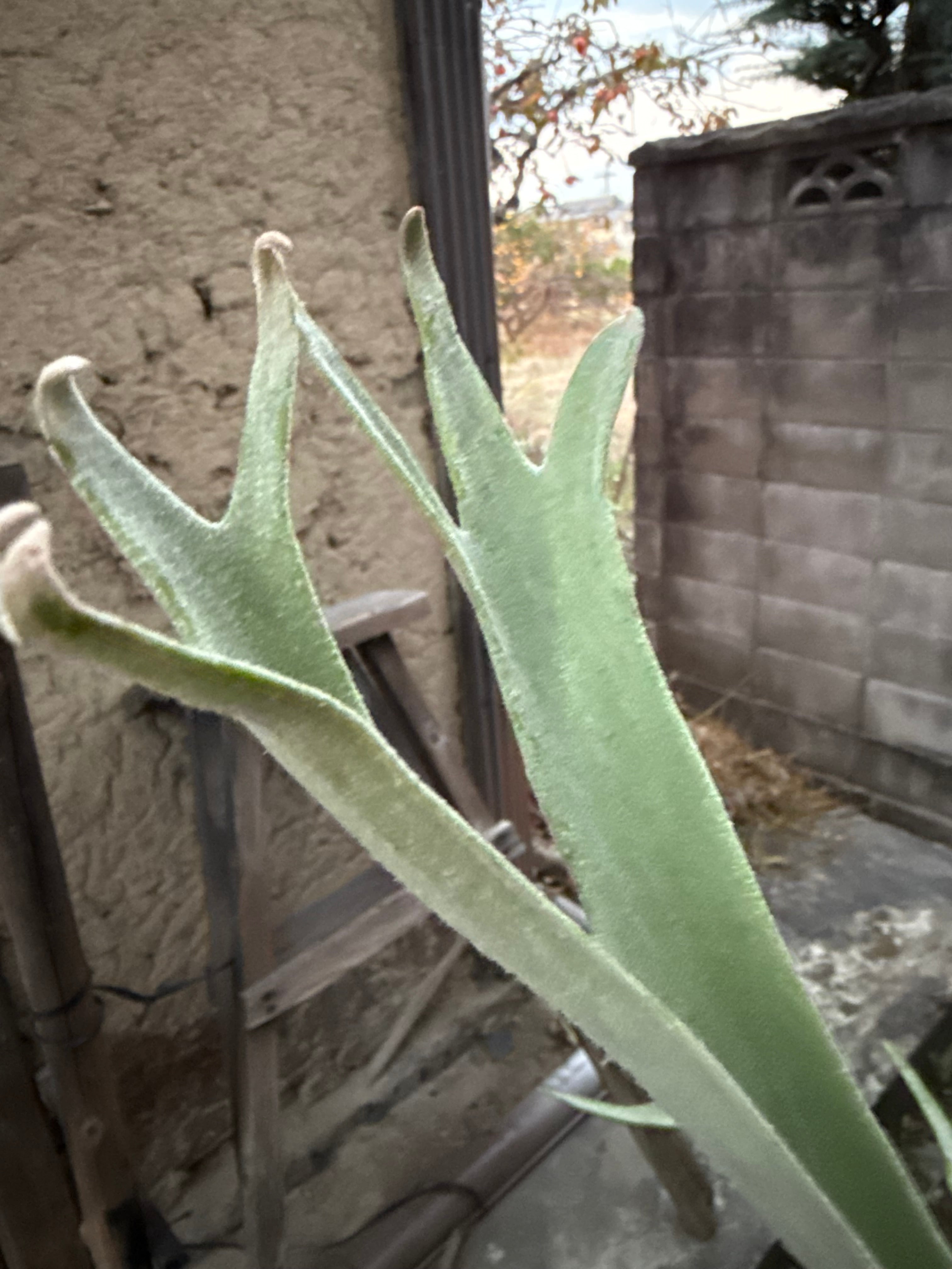 P. veitchii cv. Pang Sida (pup) | naturefix