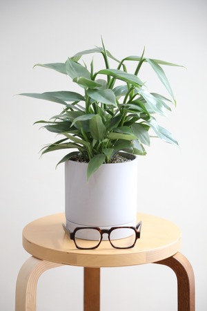 【M】フィロデンドロン シルバーメタル/Philodendron