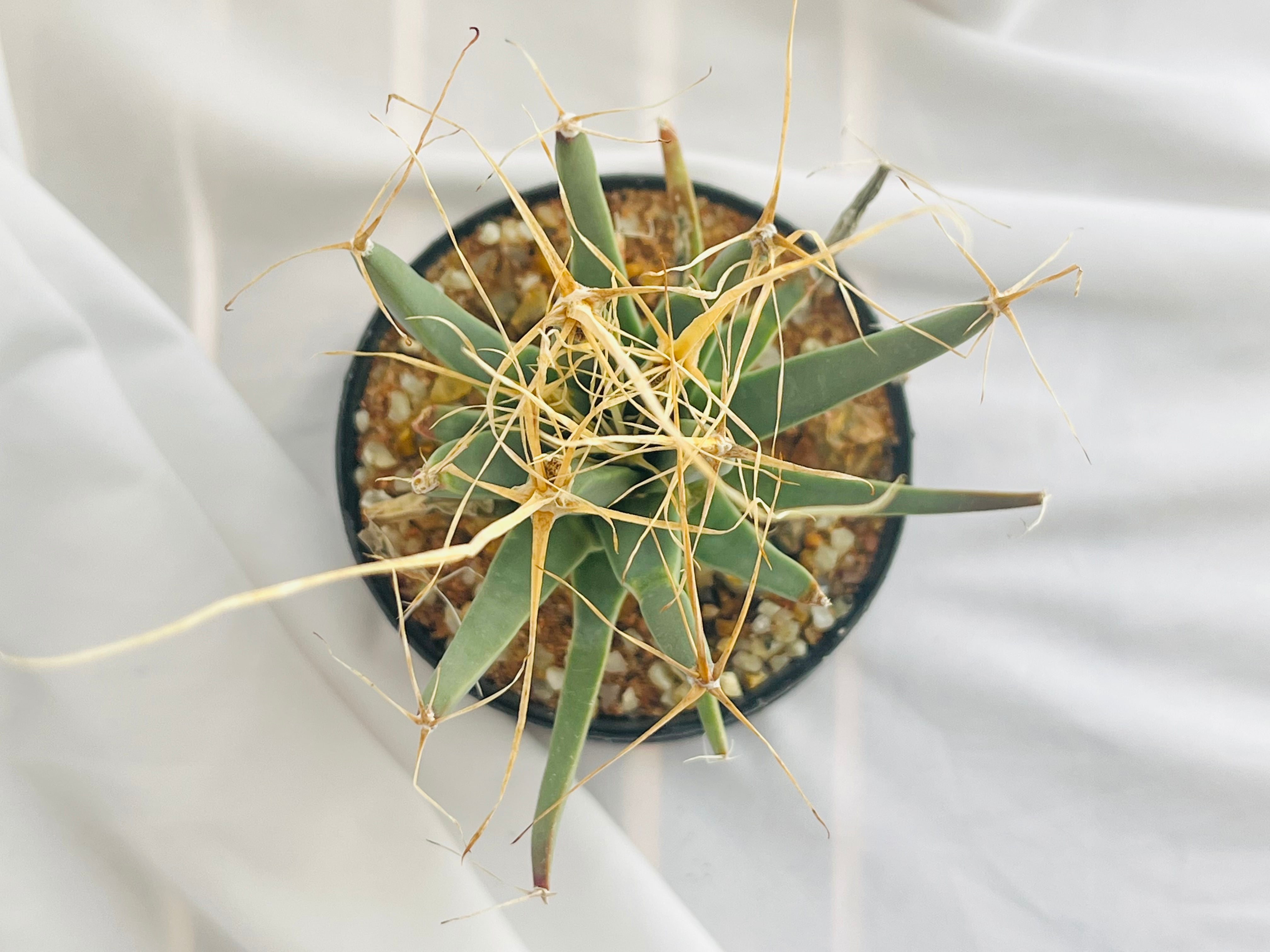 Leuchtenbergia principis 晃山 レウクテンベルギア・プリンシピス