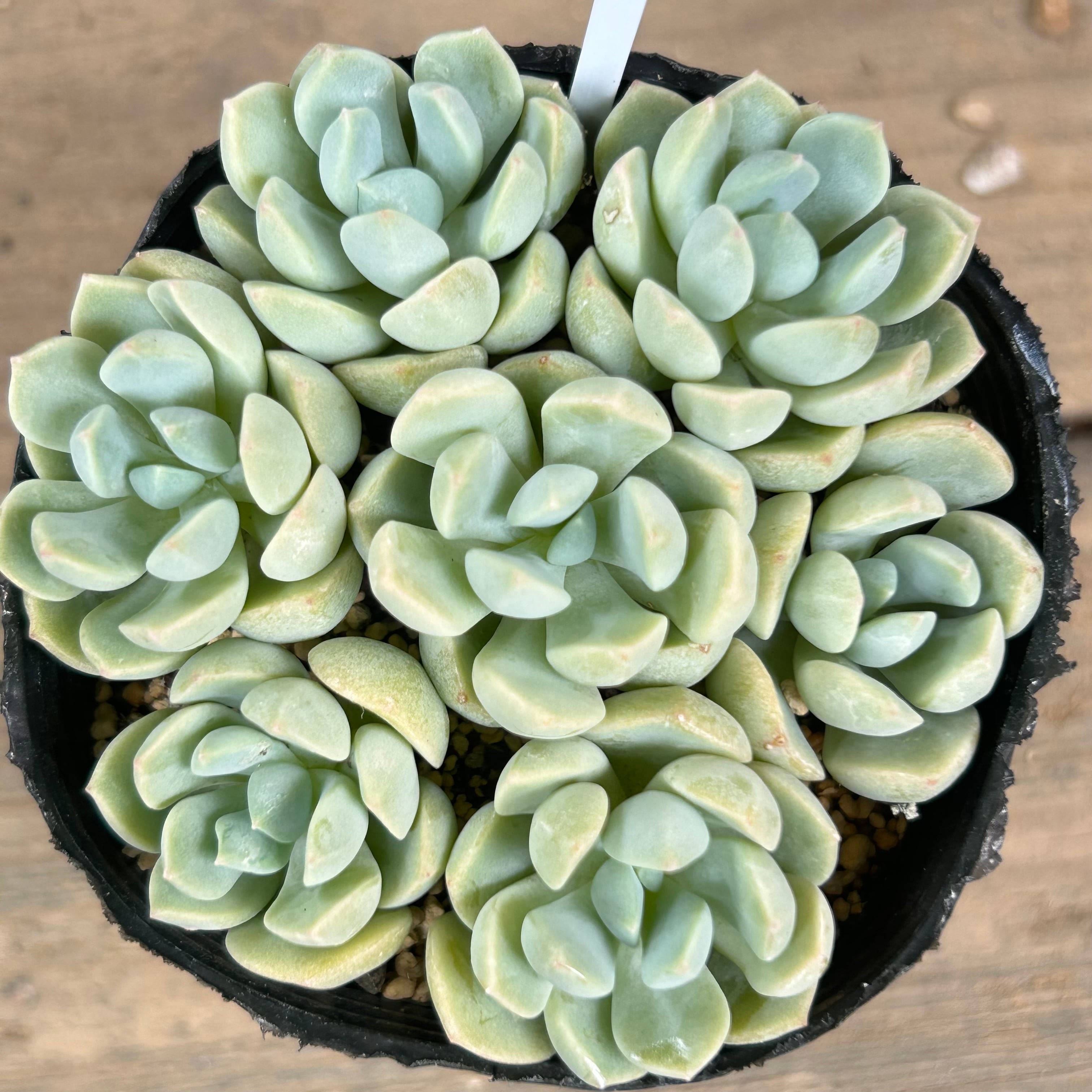 群月花 | RuPo 多肉植物専門店