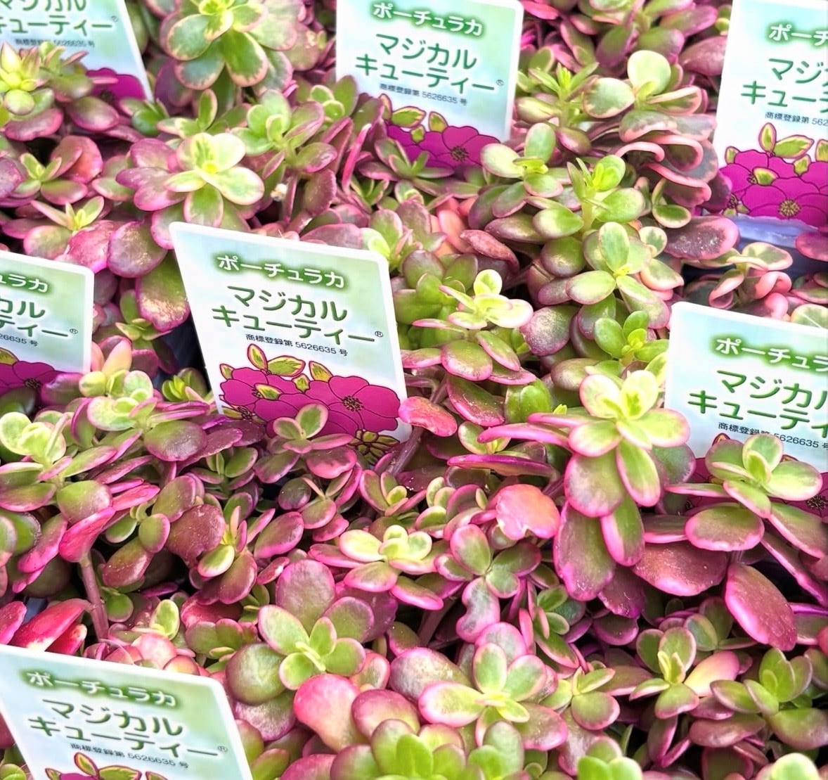 しじみ蝶錦 多肉植物 | aruru