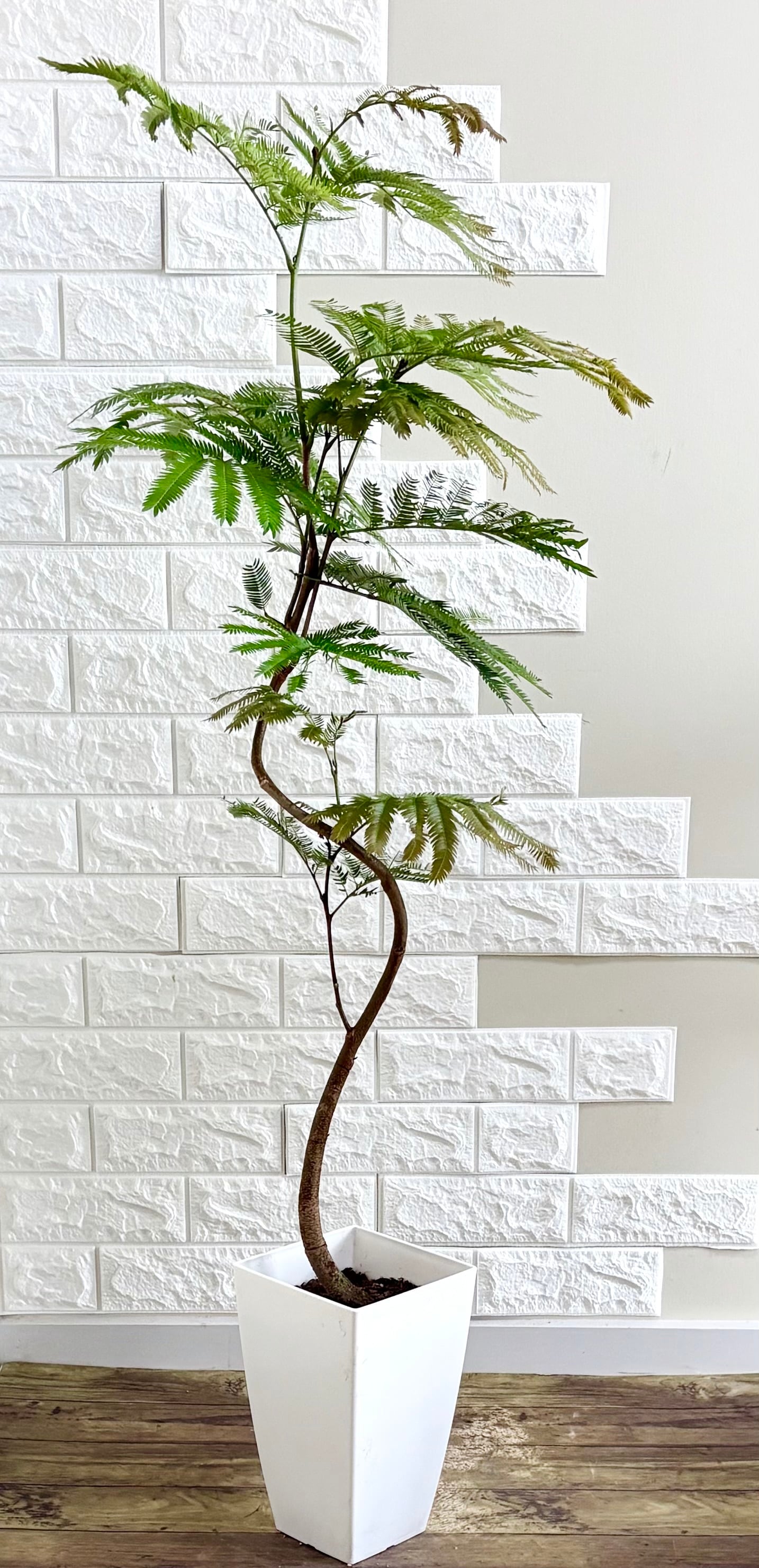 エバーフレッシュ　観葉植物　特大　曲がり エバーフレッシュ⭐️曲がり⭐️観葉植物 | 観葉植物のお店 feerie