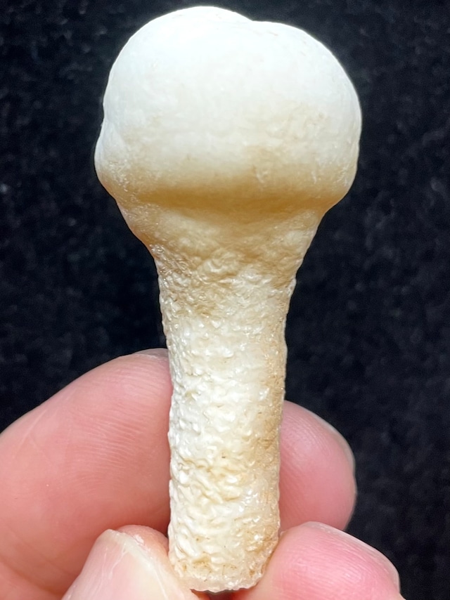 2) 人類発祥の地!「珍品・アラゴナイト」南アフリカ産