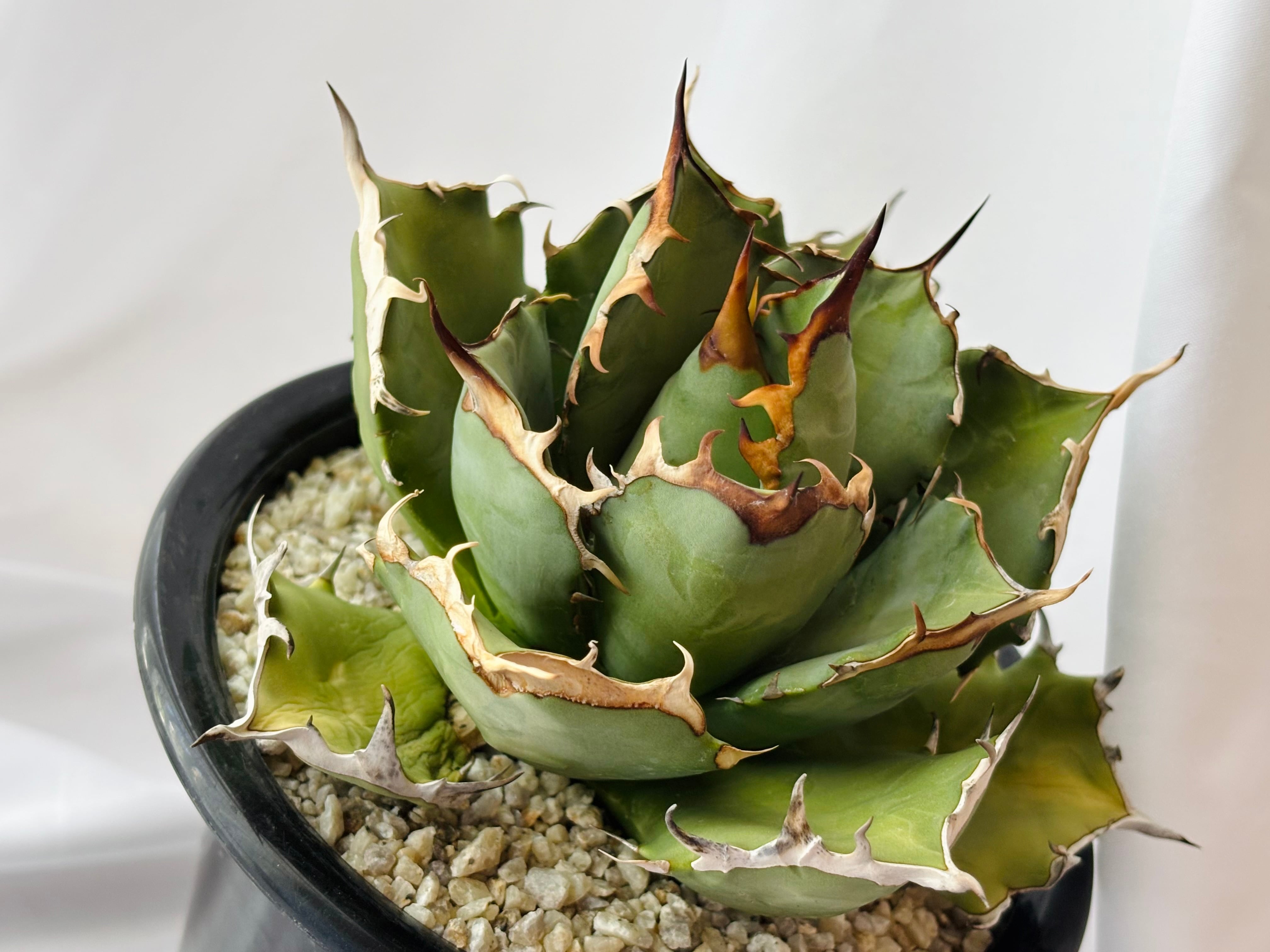 Agave titanota アガベ チタノタ 姫厳竜 多肉植物 | plants MARU