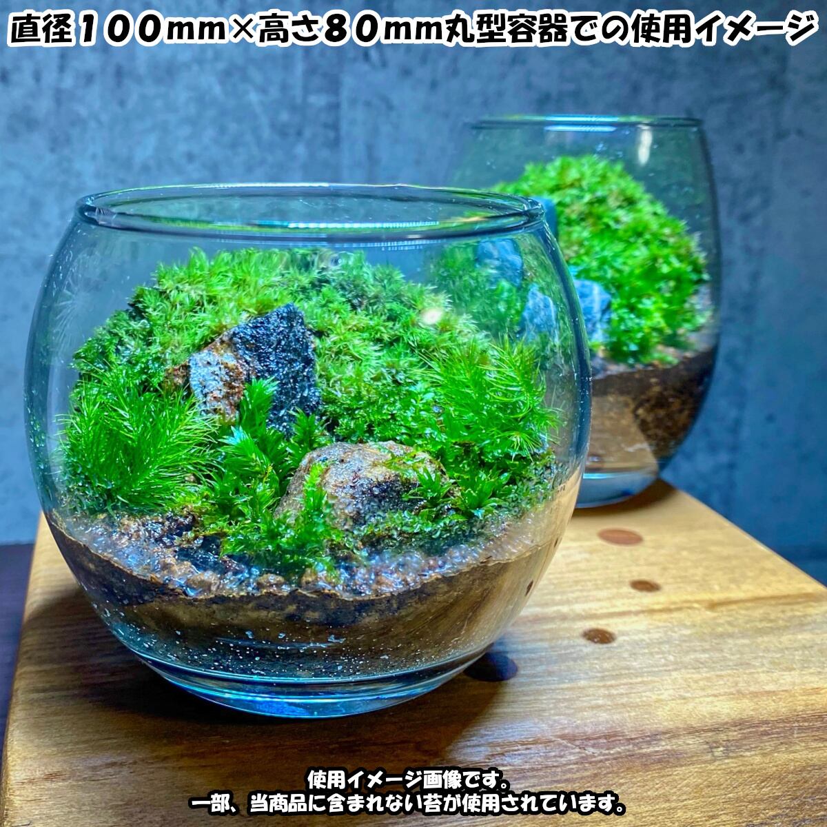 苔テラリウム 苔4種 用土 石 作り方説明書付 キットセット Forestjapan
