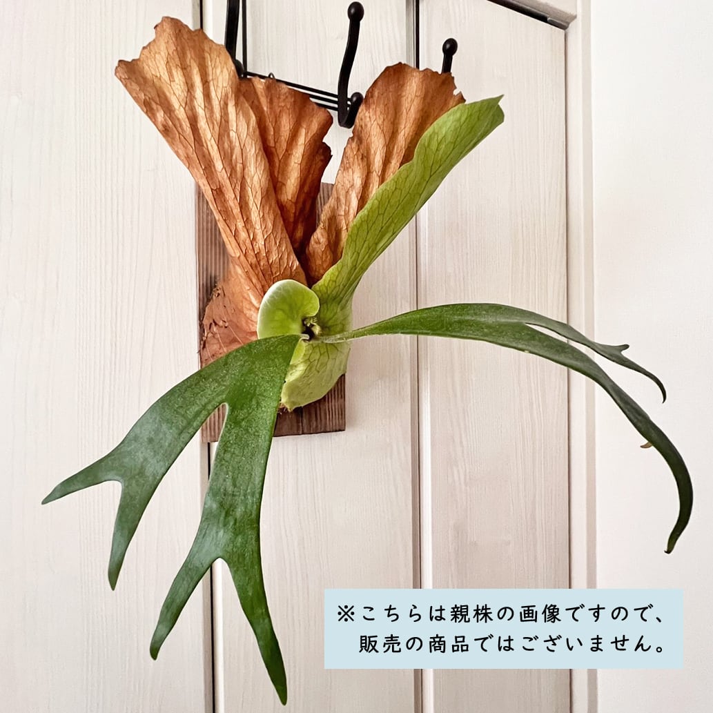 ビカクシダ ステマリア 子株 板付 【観葉植物 室内 コウモリラン