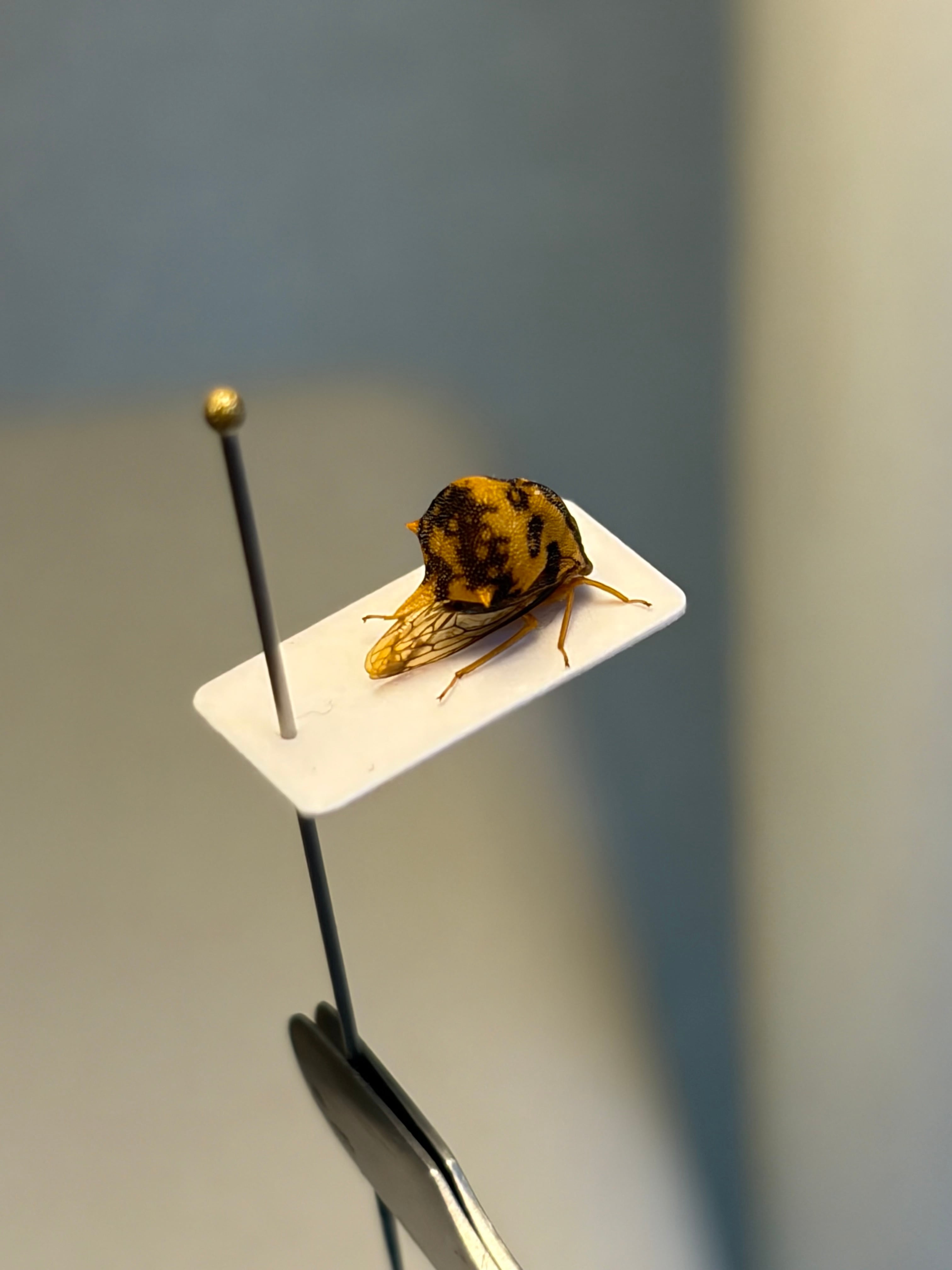 完璧髑髏】パンダヘルメットツノゼミ台紙貼 Anchistrotus sp.セミ