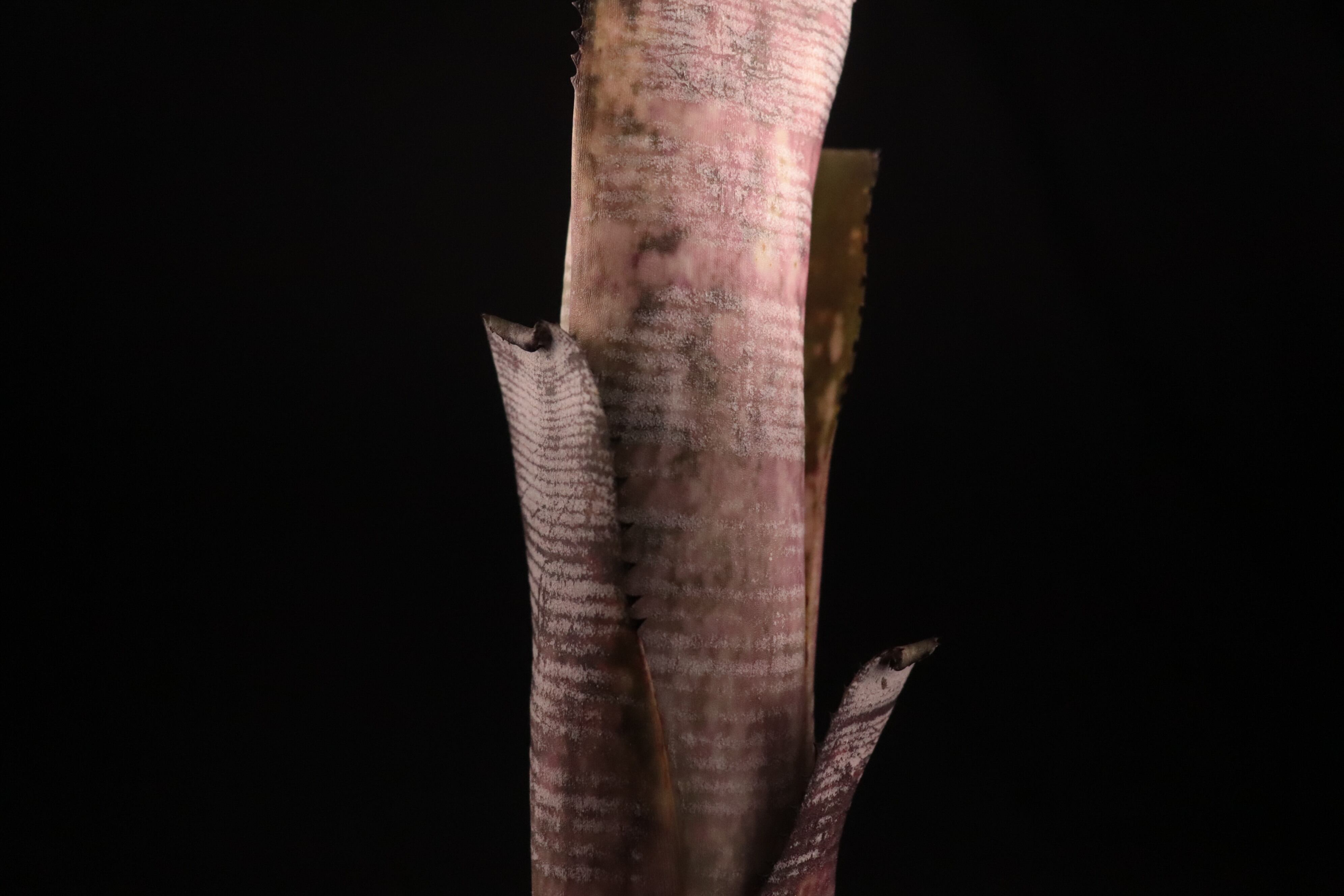 送料無料】Billbergia 'Kolan Mable Shark'〔ビルベルギア〕現品発送