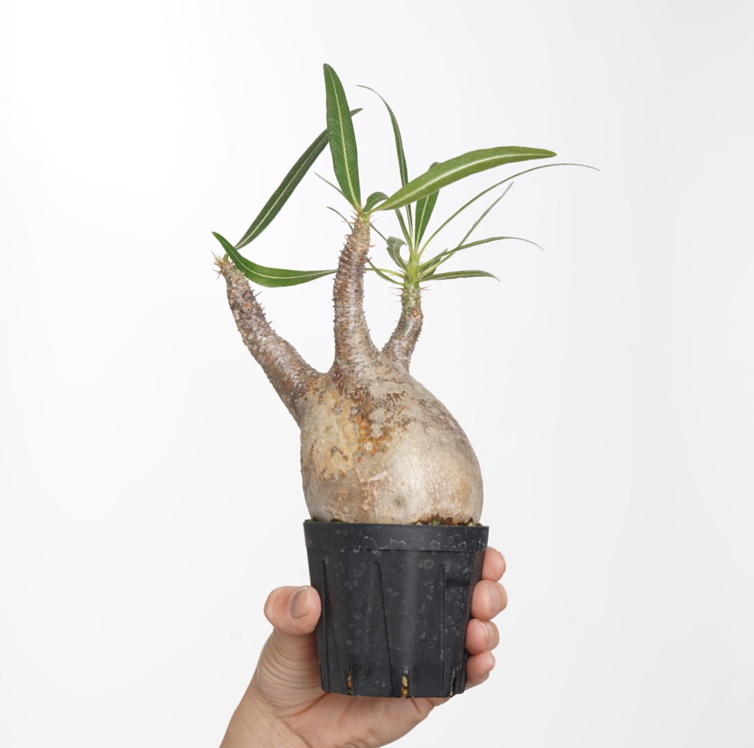 Ｕ-san専用　パキポディウム　グラキリス パキポディウム グラキリス 44 | Plants・Cycle