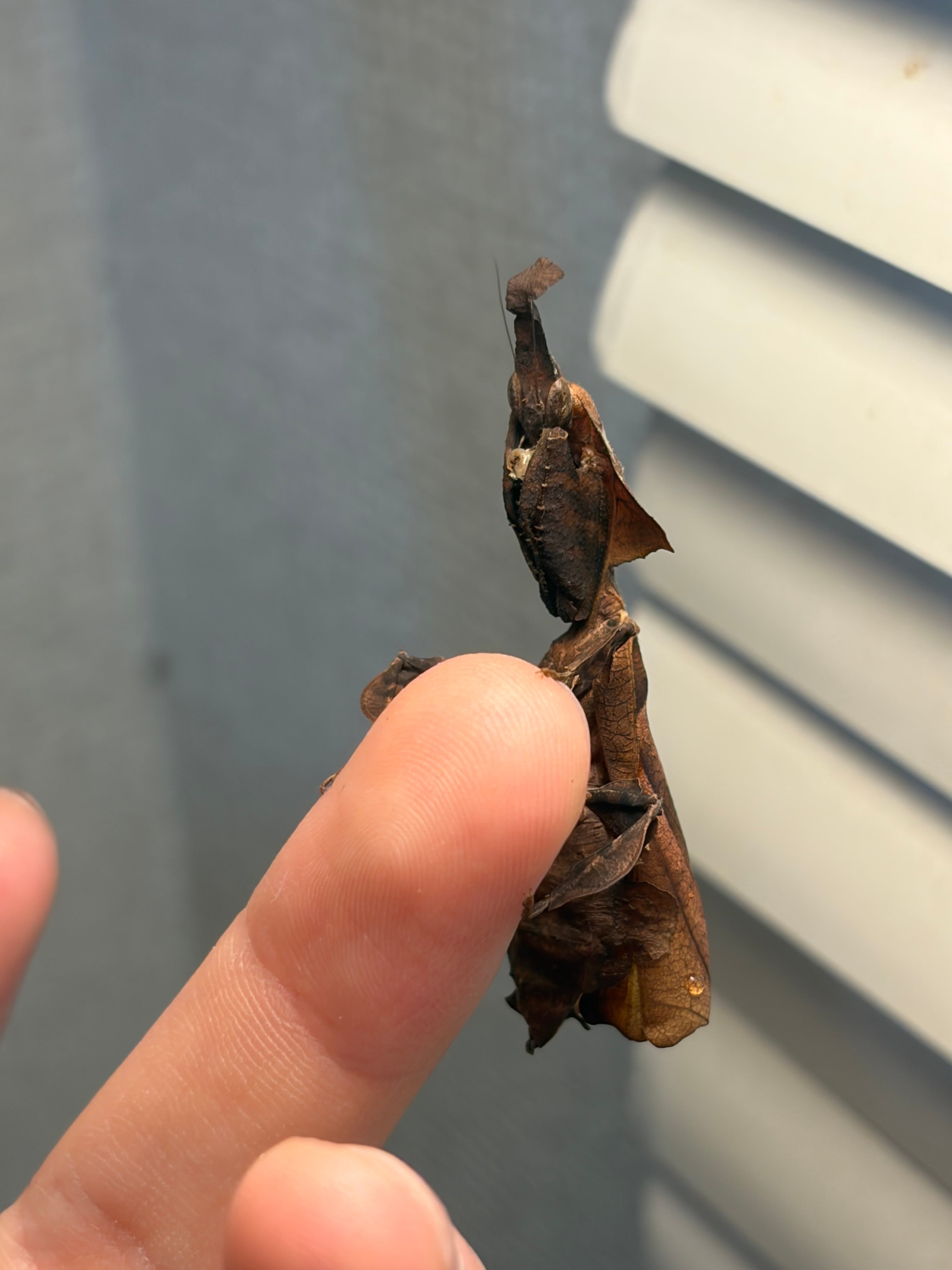 成虫♀】ゴーストマンティス カマキリ 標本用としてもおすすめです
