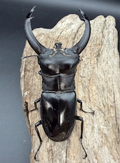 【WD】《リノケロスフタマタ亜種chaudoiri 92mm A'品ペア》