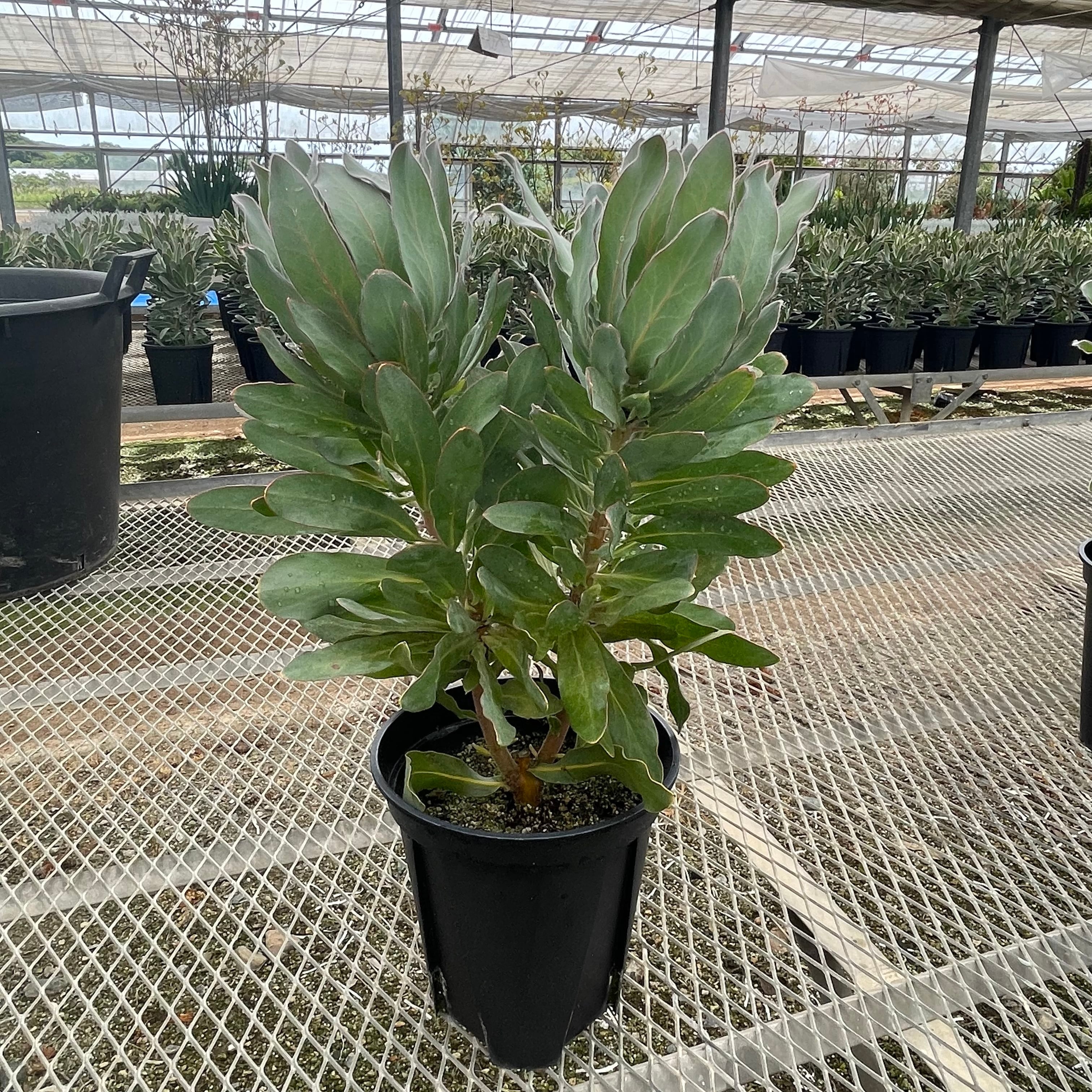 プロテア オーストラリスパッション 送料込み | WILDFLOWERS STORE