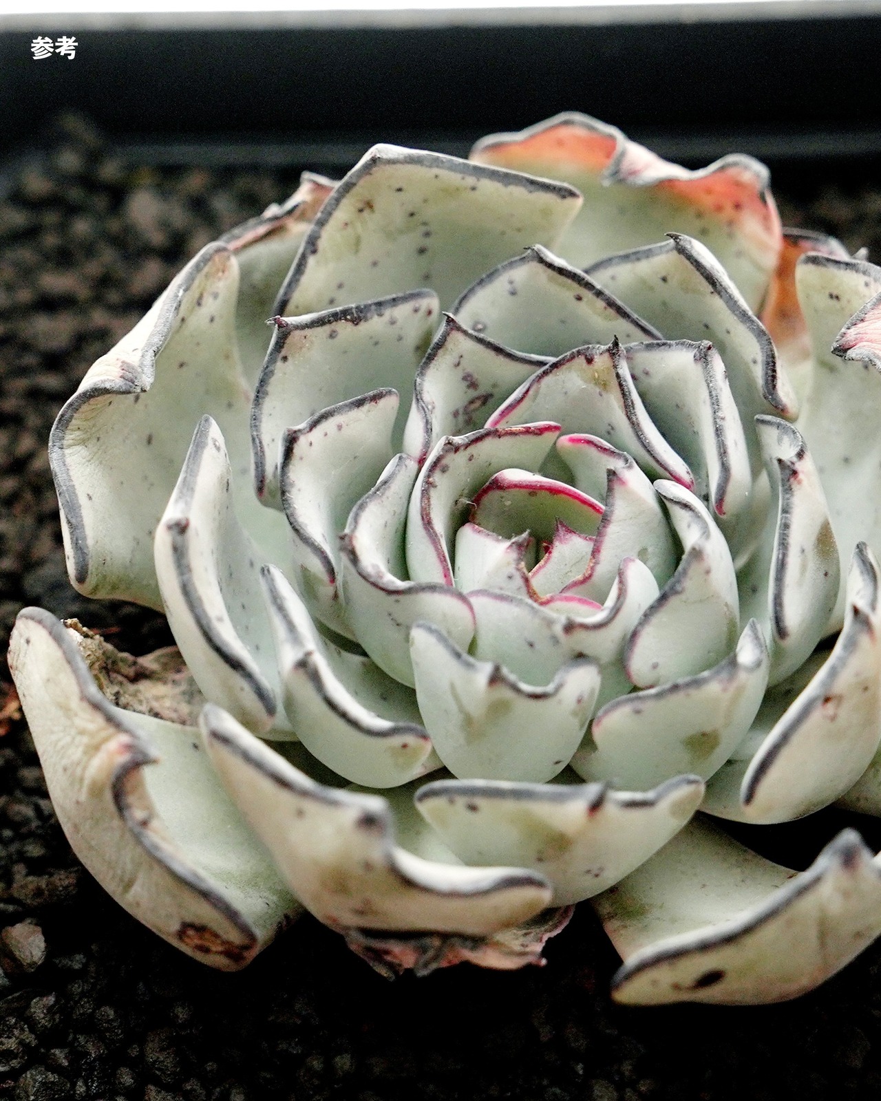 発根済カット苗 ストリクチフローラ M Echeveria strictiflora