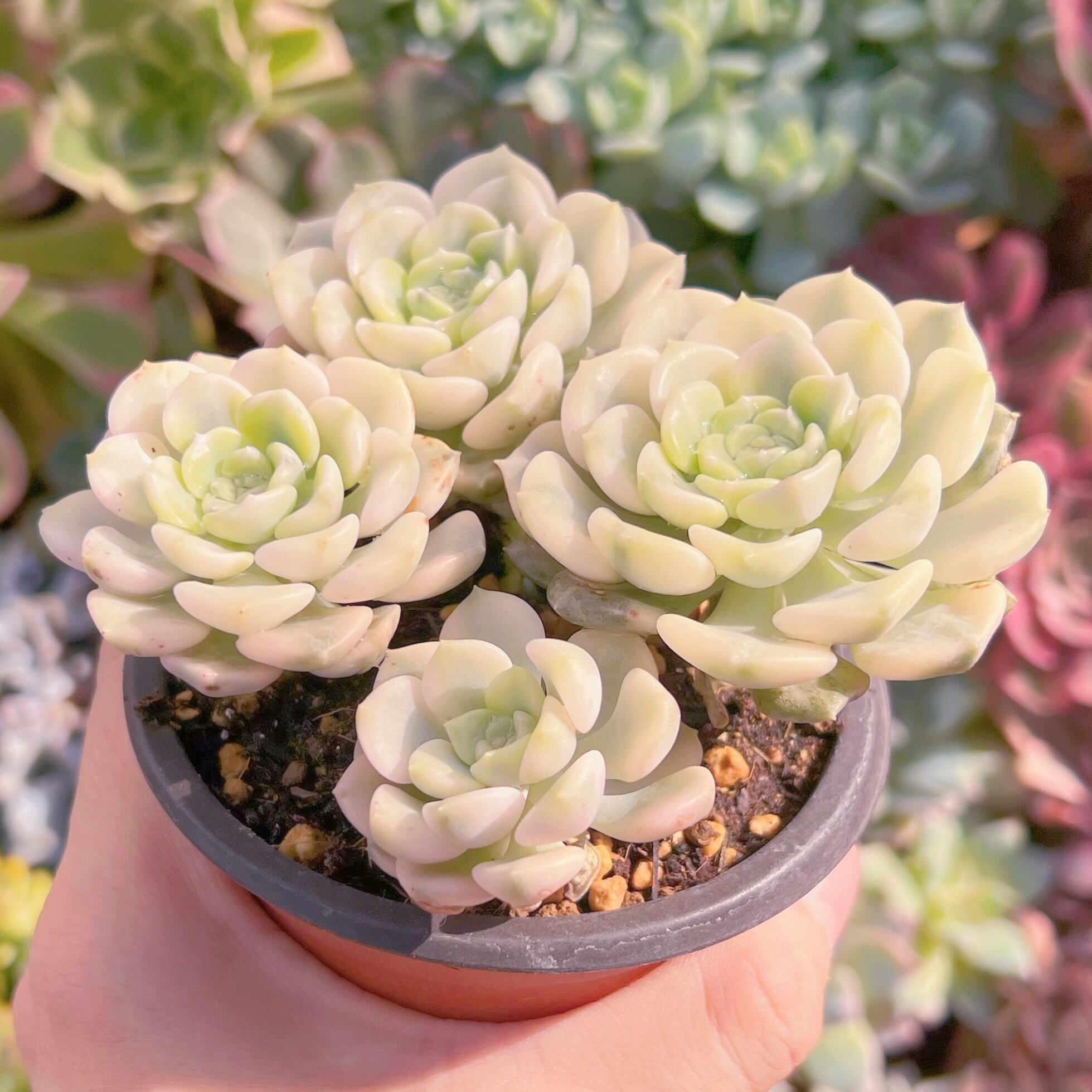 多肉植物セット*4 Amazon.co.jp: 多肉植物詰め合わせ セダム 多肉植物寄せ植え