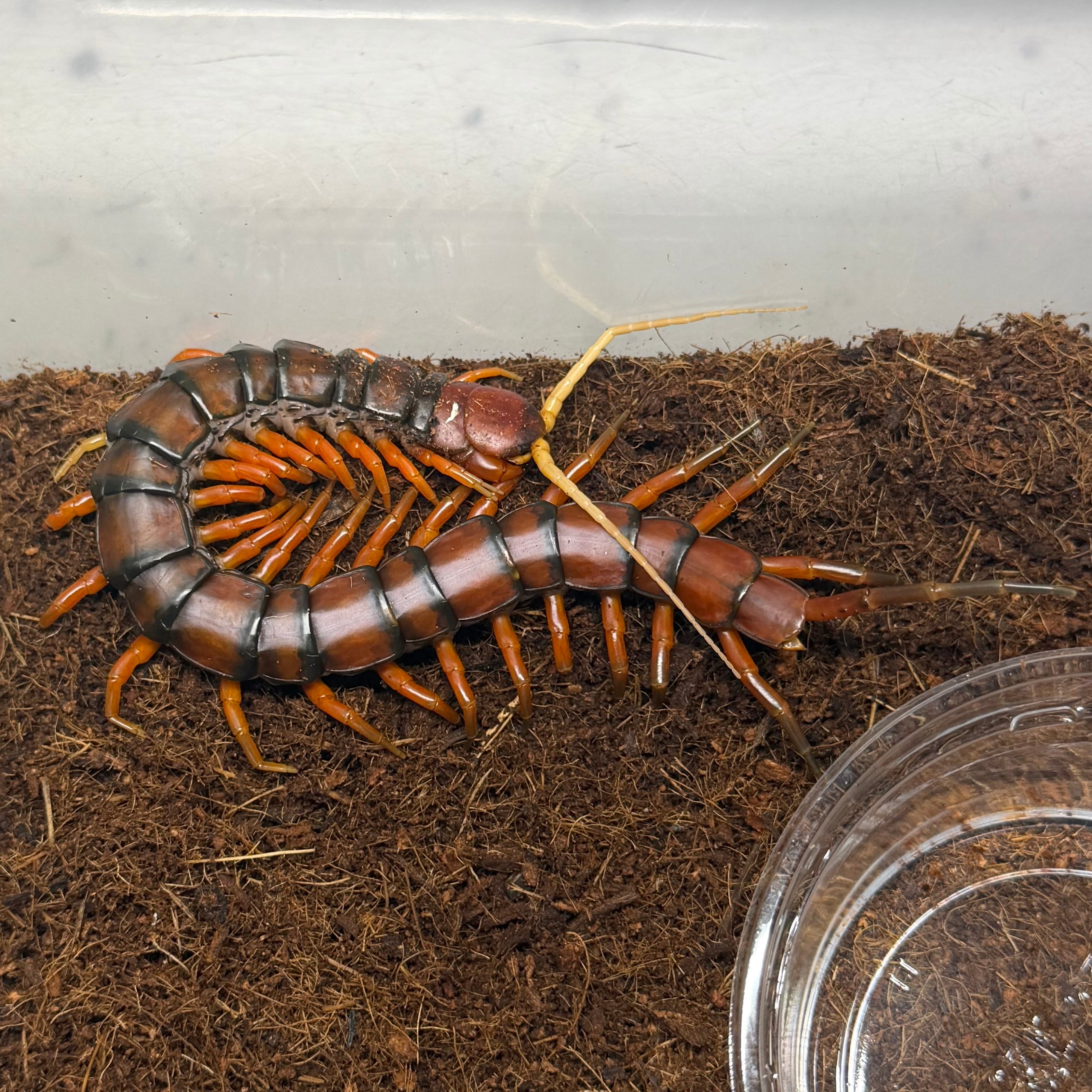 【超特大】ベトナムオオヤスデの標本 昆虫標本 タランチュラ ムカデ センチピード 超特大】ベトナムオオヤスデの標本 昆虫標本 タランチュラ ムカデ