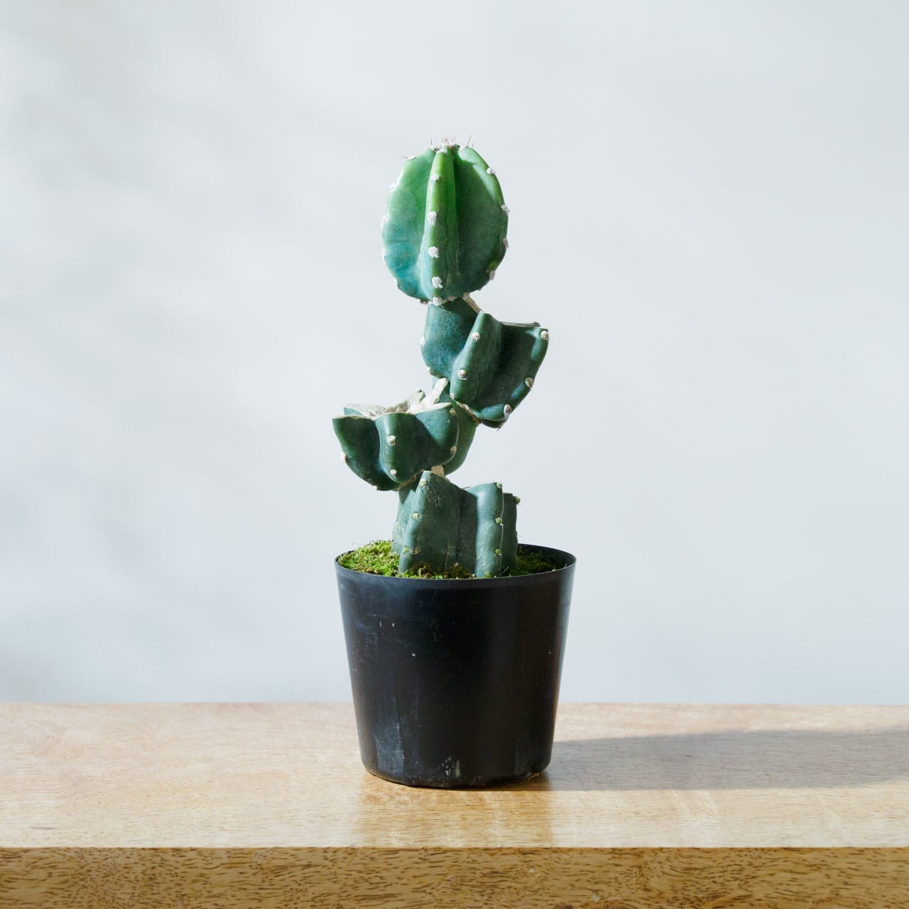 柱サボテン 鬼面角 ブランチ 3号鉢 【No.049～052】 | SHIBUYA ENGEI