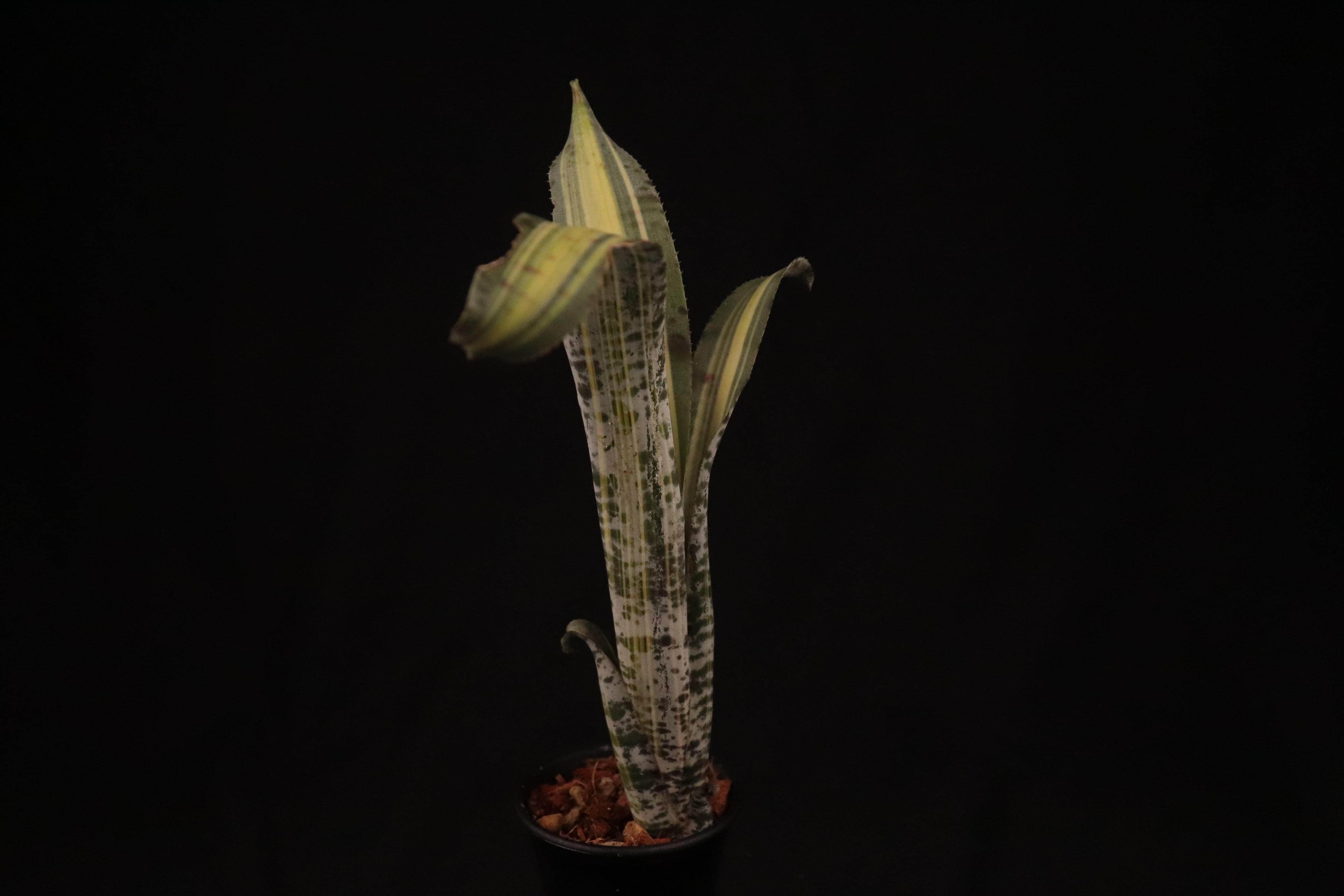 Quesnelia 