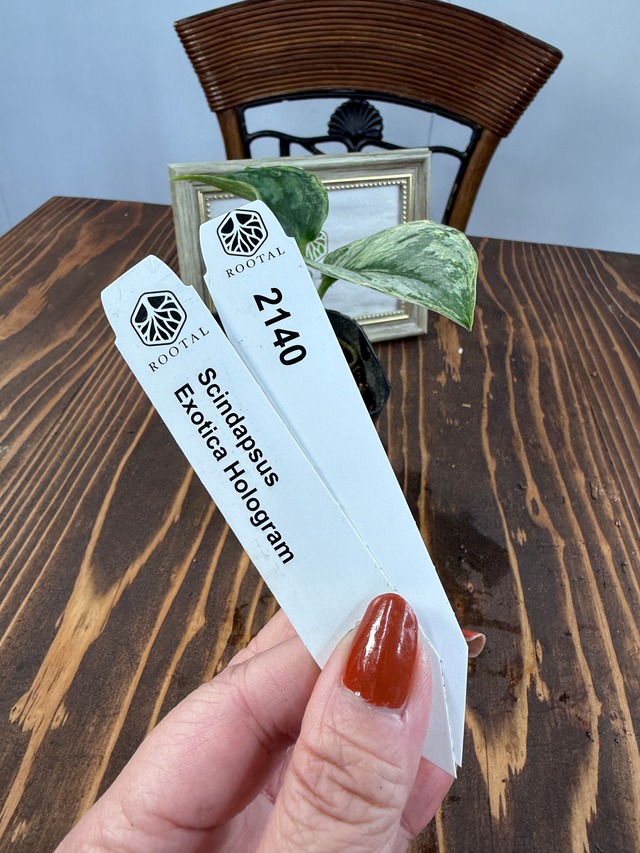 ★2140【輝くホログラム】スキンダプサス　エキゾチカ　ホログラム(3.5号ポット）