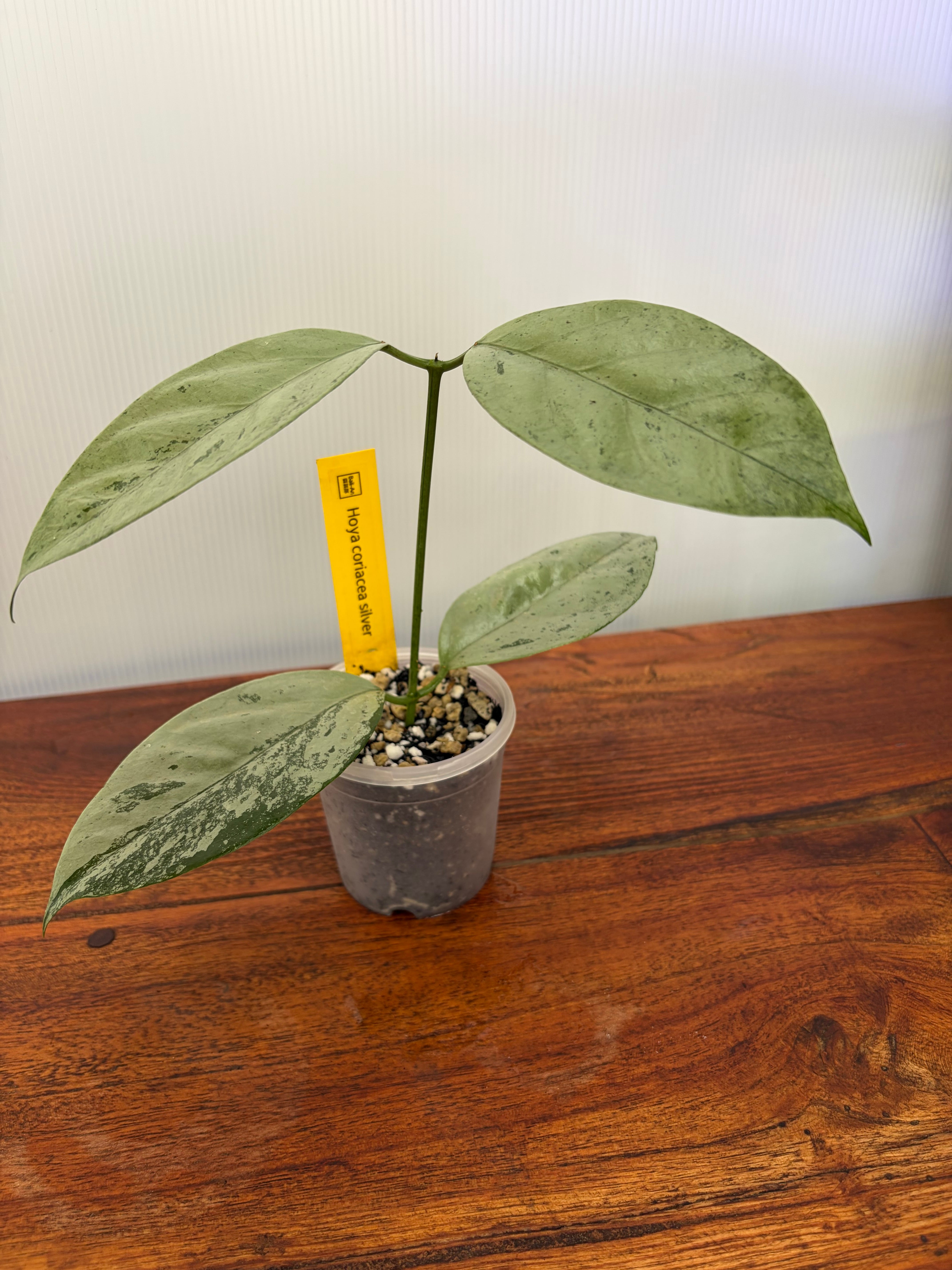 Hoya | BALI-AN 園芸