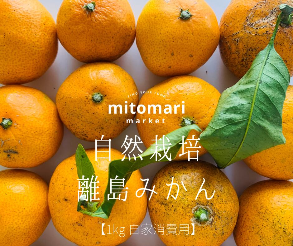 皮も陳皮として活用できる自然栽培みかん 1日1果物シリーズ12月編 Mitomari Market