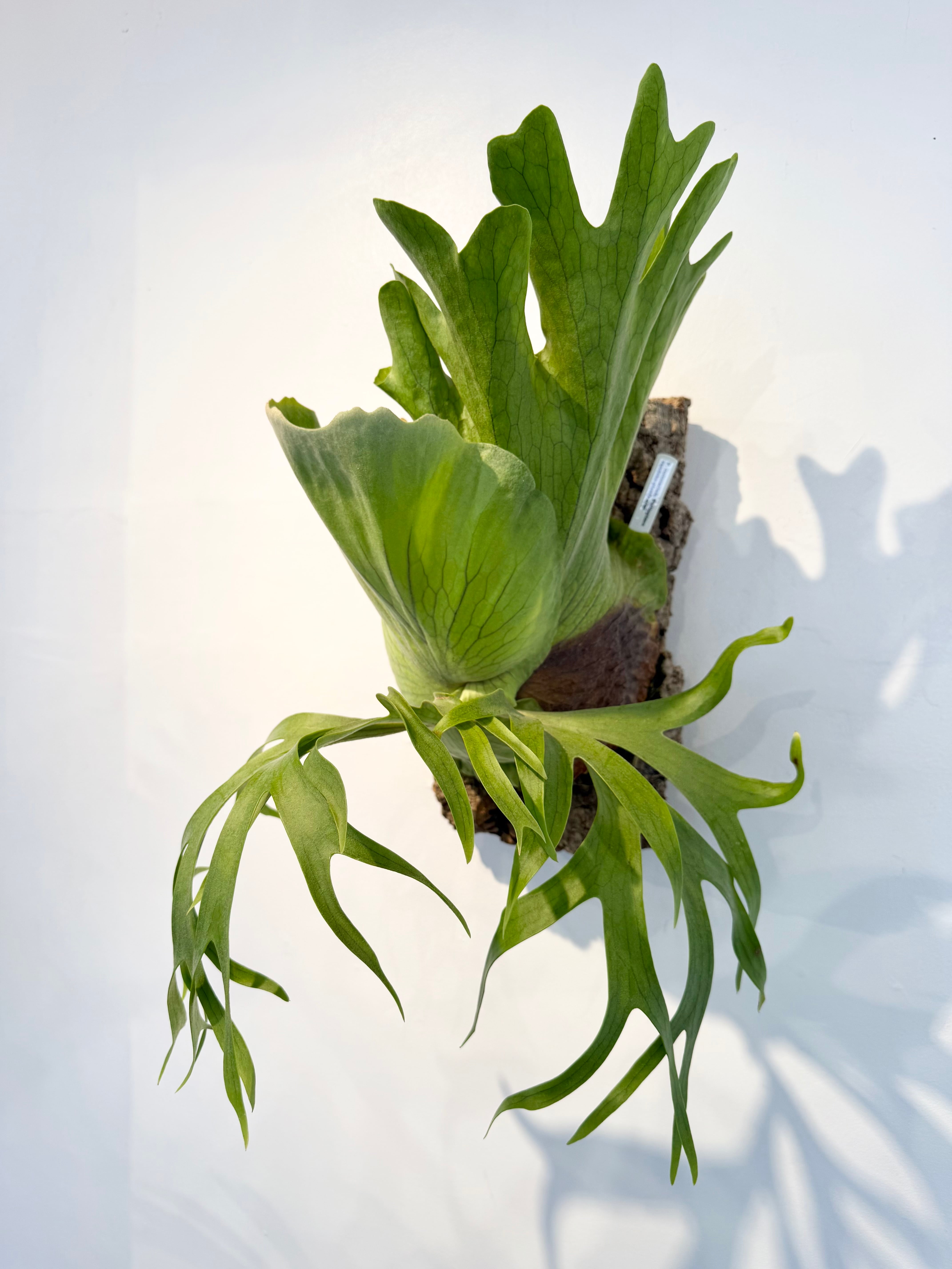 a) P. coronarium Philippines ビカクシダ コロナリウム フィリピネス