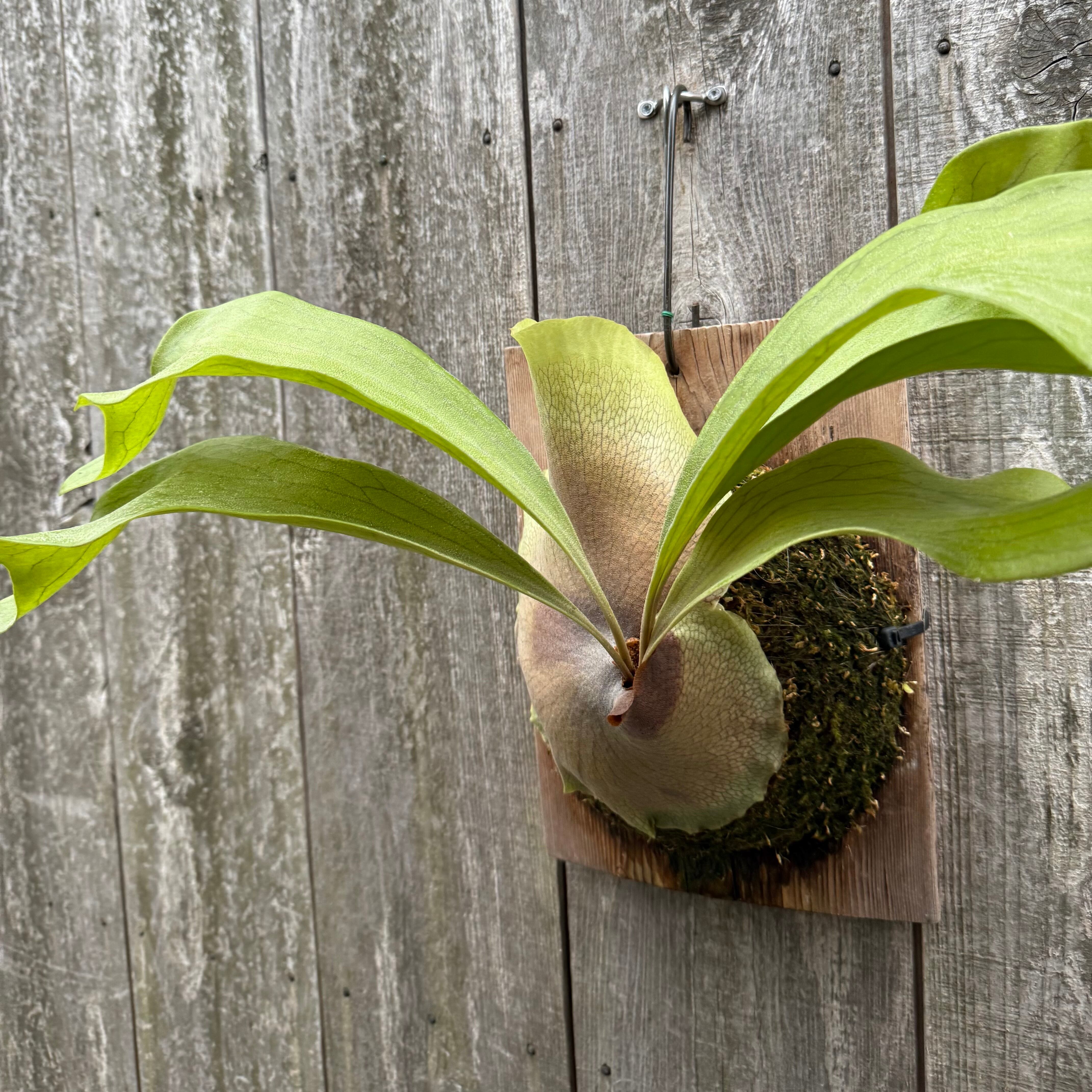 P. hillii Bangpung (pup) | naturefix