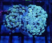 ParaAncora RareColor 3