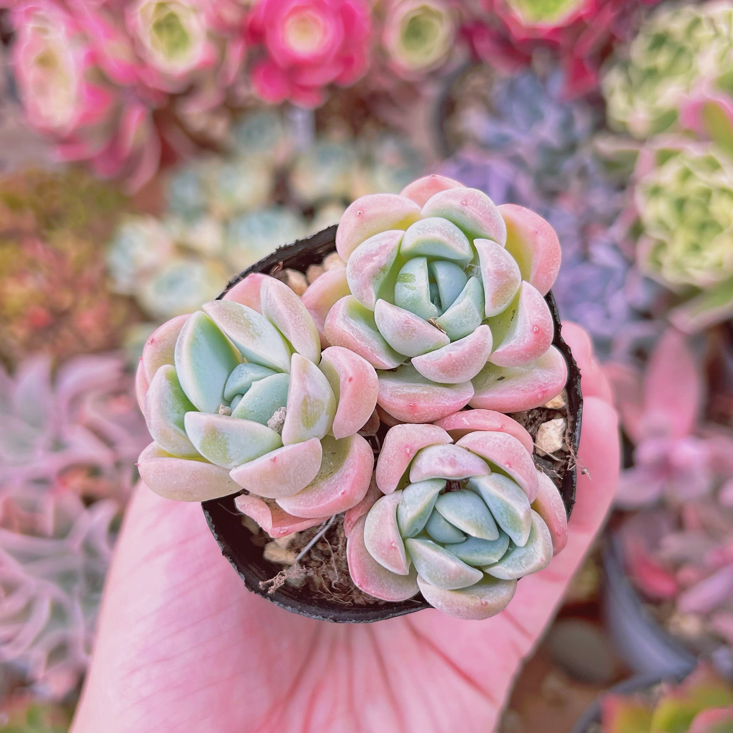 #3002現物　多肉植物　苺大福