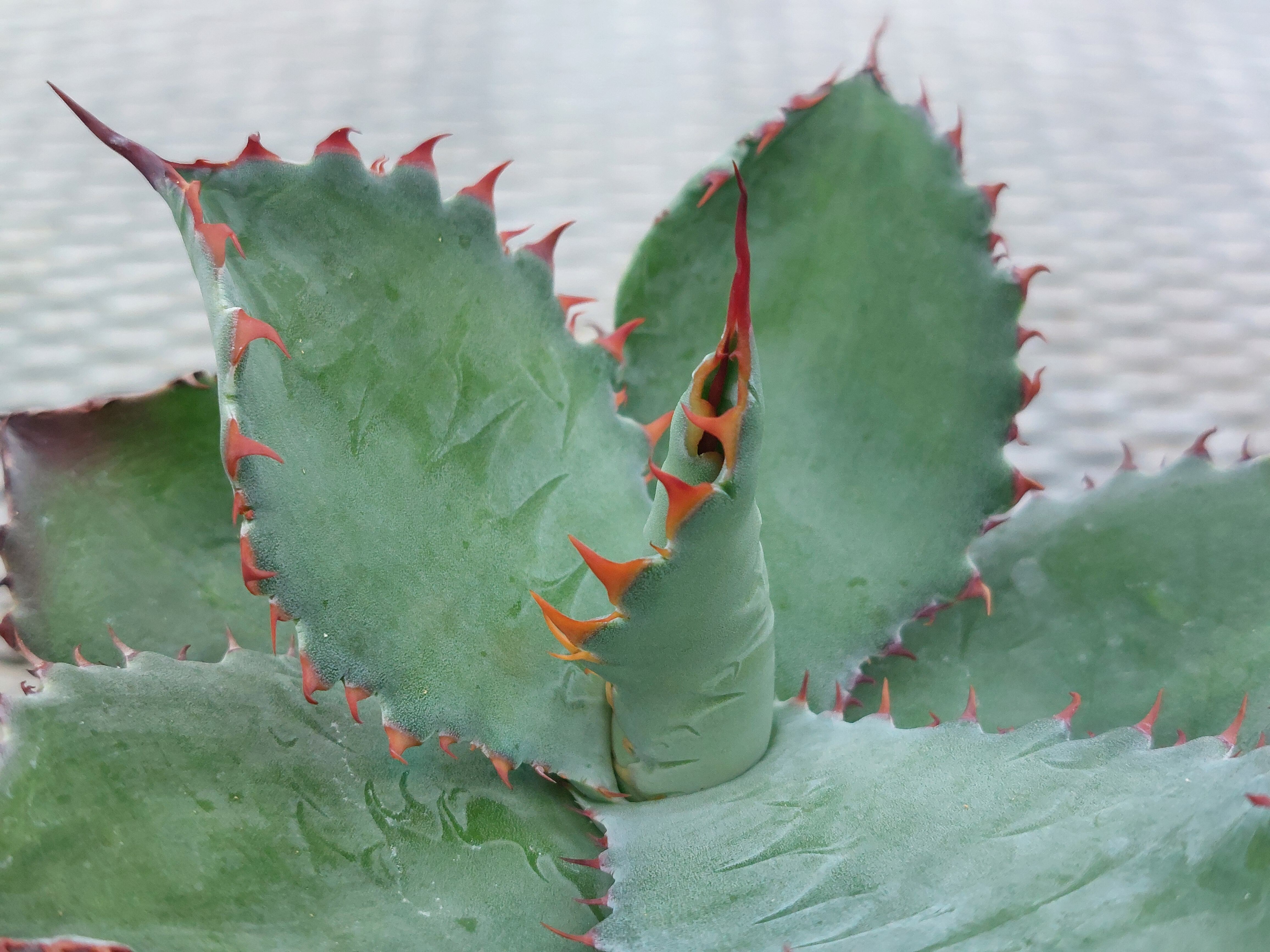 専用です　アガベ 　オテロイ実生　胴切り天 アガベ オテロイ実生 胴切り天