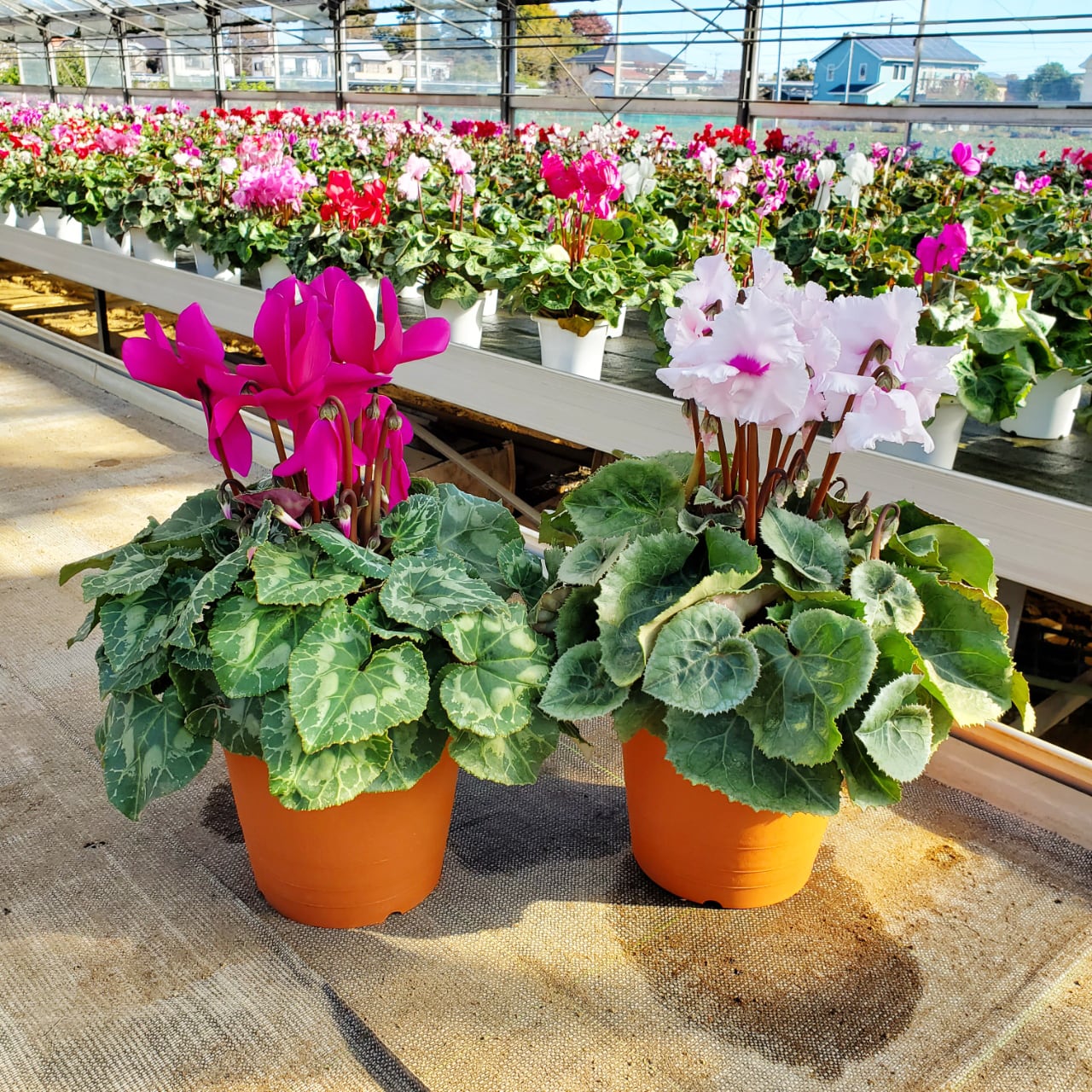 シクラメン苗　シクラメン　2株セット　鉢ごと発送 559fc7e855e970ba7eaffb285a1971