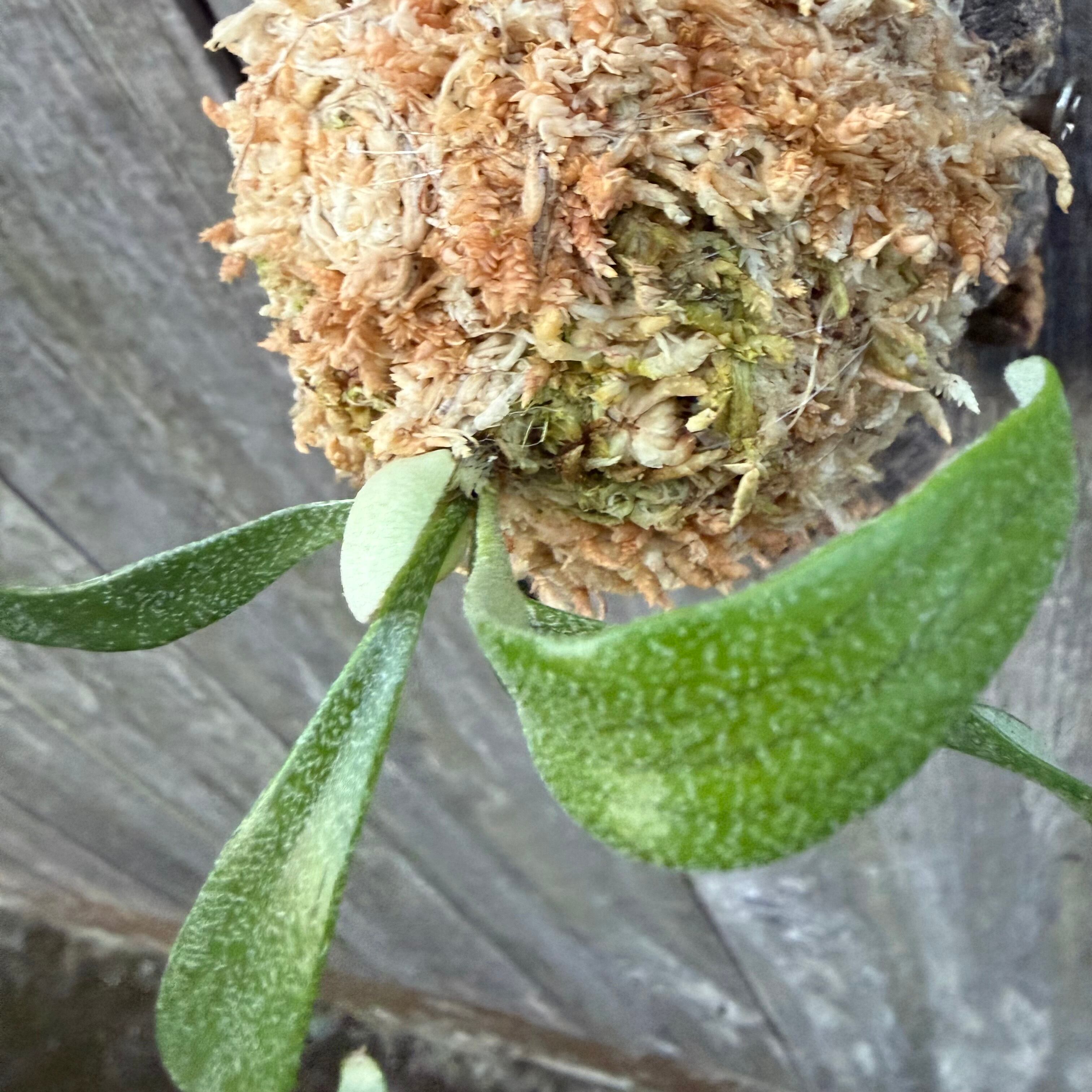 P. alcicorne dwarf (TC) | naturefix