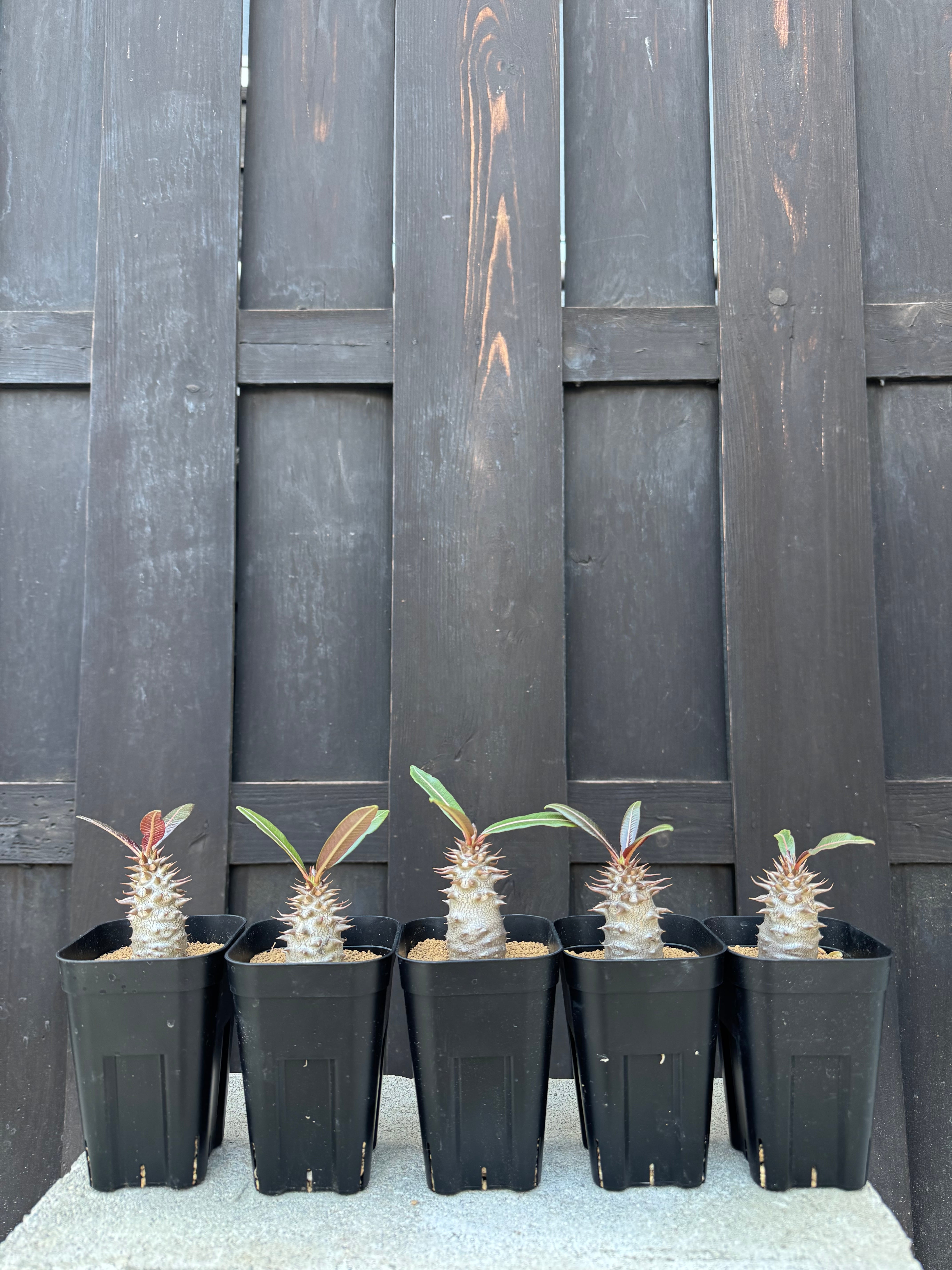 新着】Pachypodium baronii【国内実生】パキポディウム バロニー | 青