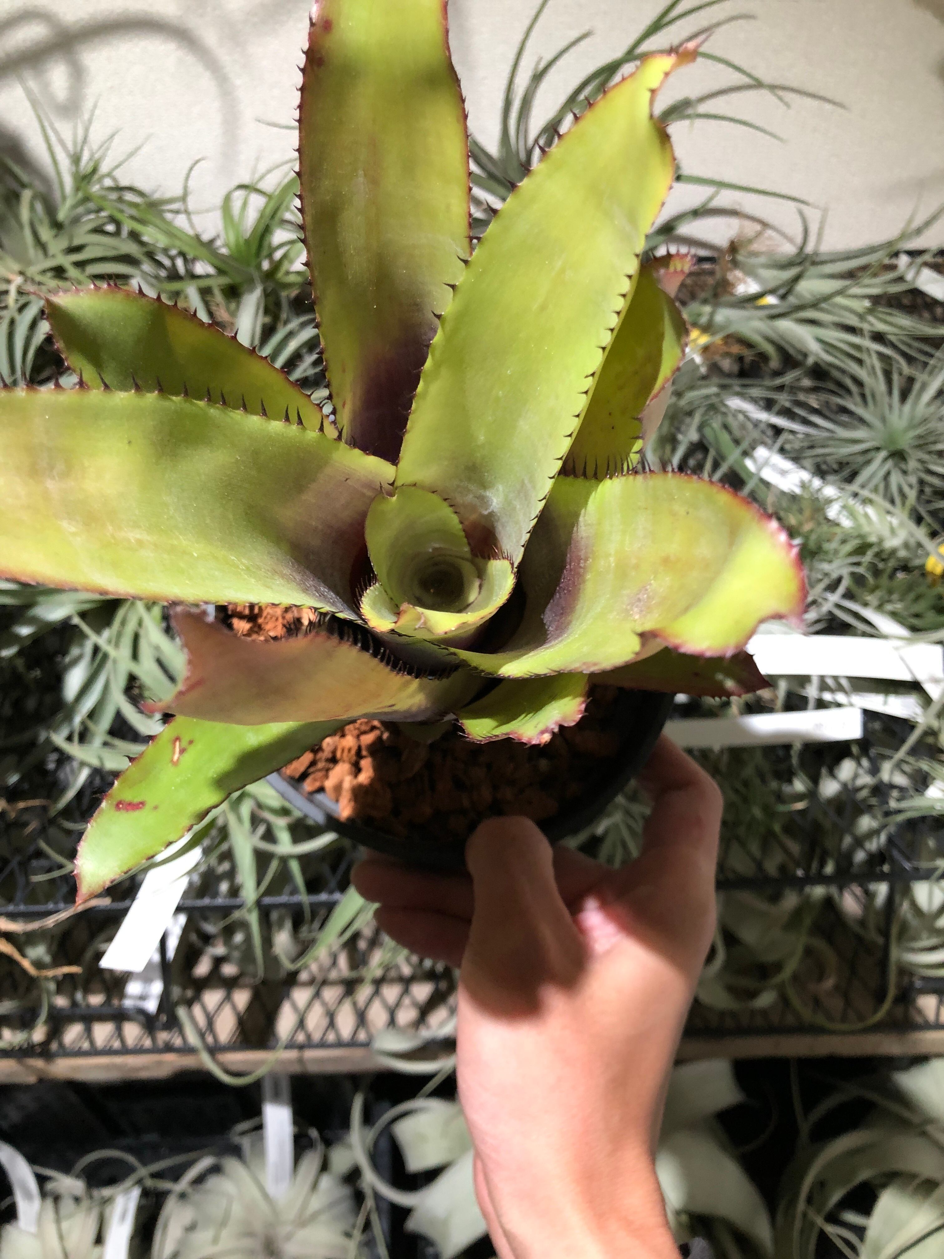 送料無料】Aechmea pineliana〔エクメア〕現品発送A0003 | plane