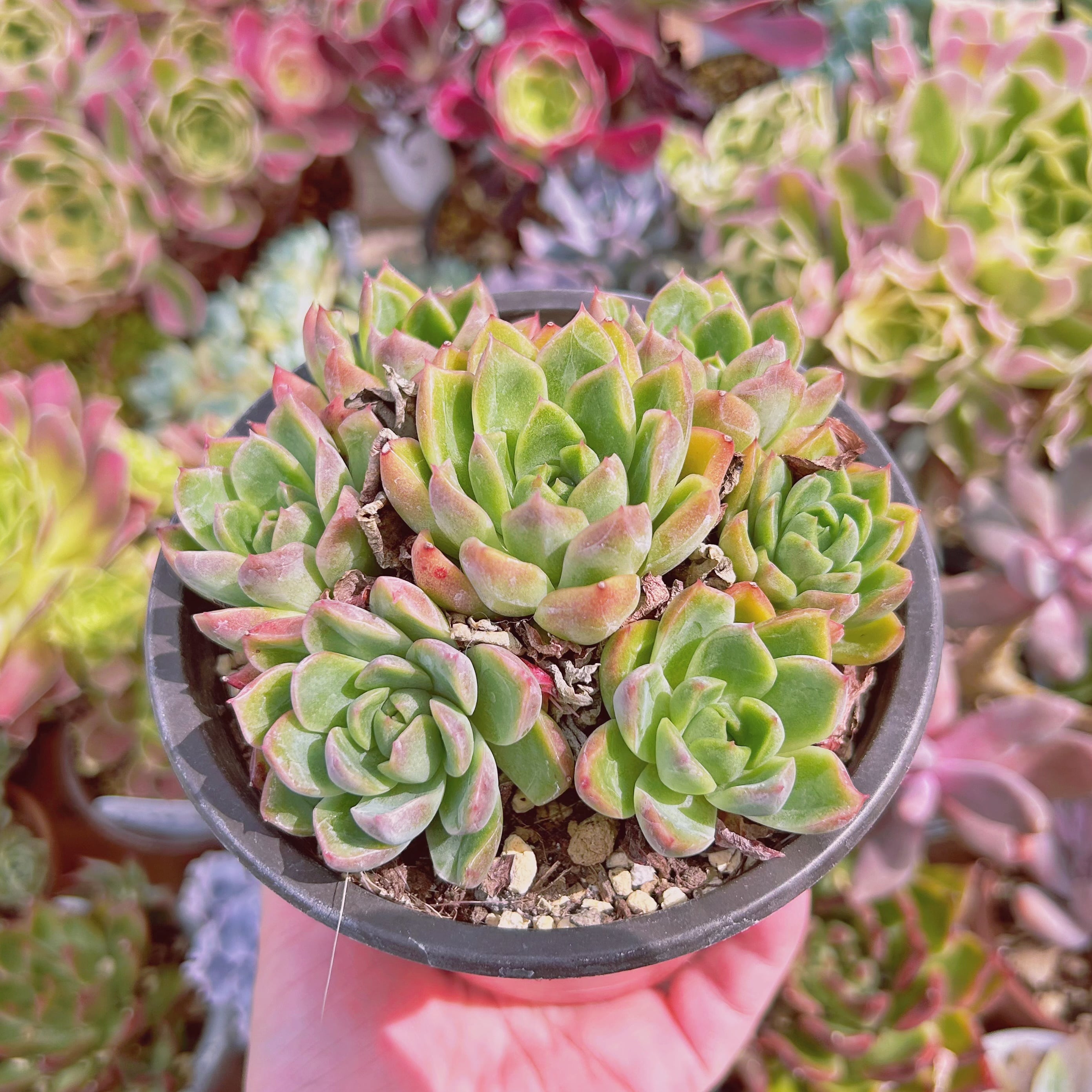 1141現物 多肉植物 クリームベリーxルビン 特大 | るる農園~多肉植物専門