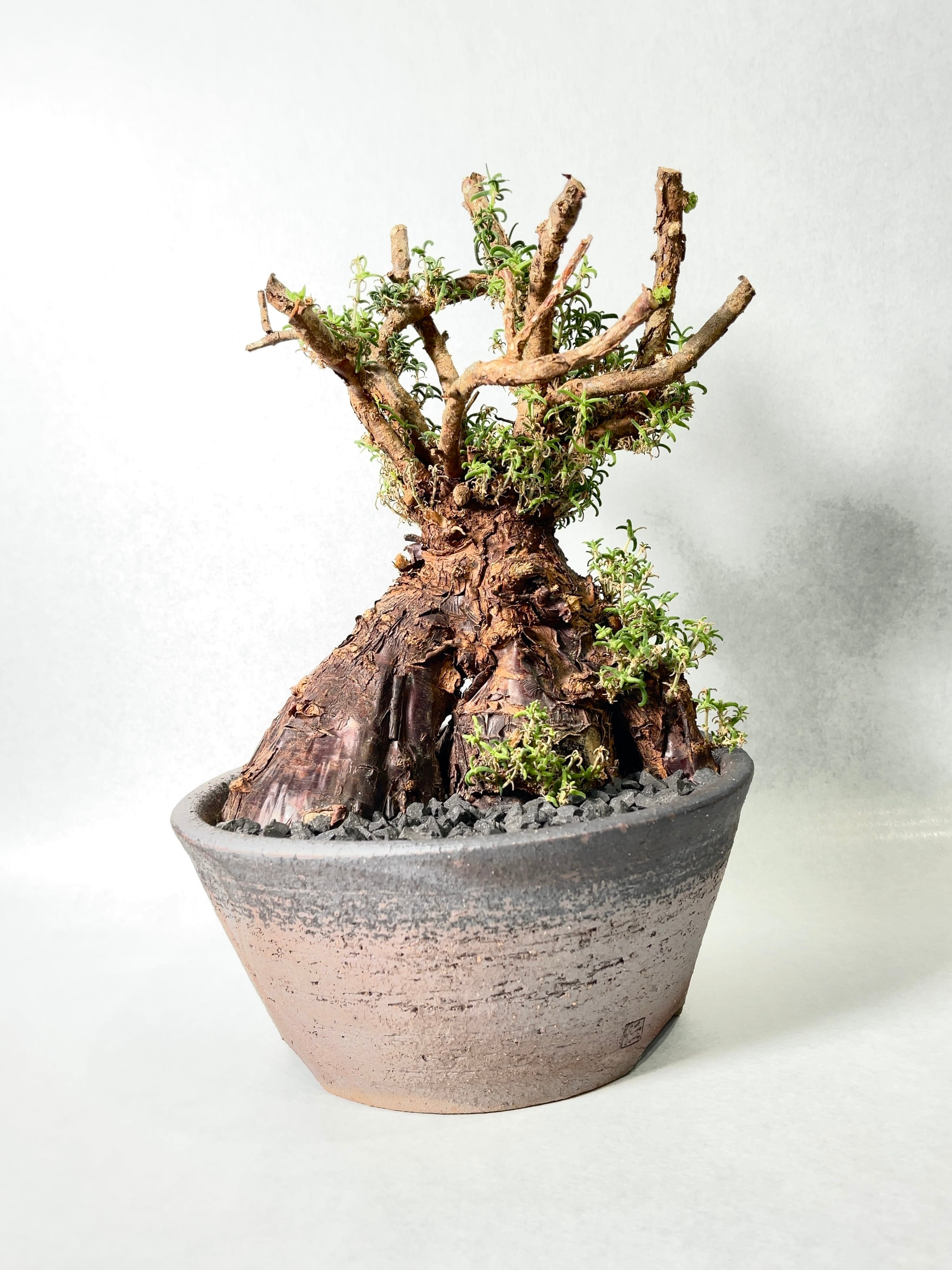 メストクレマ・アルボリフォルメ | trigger