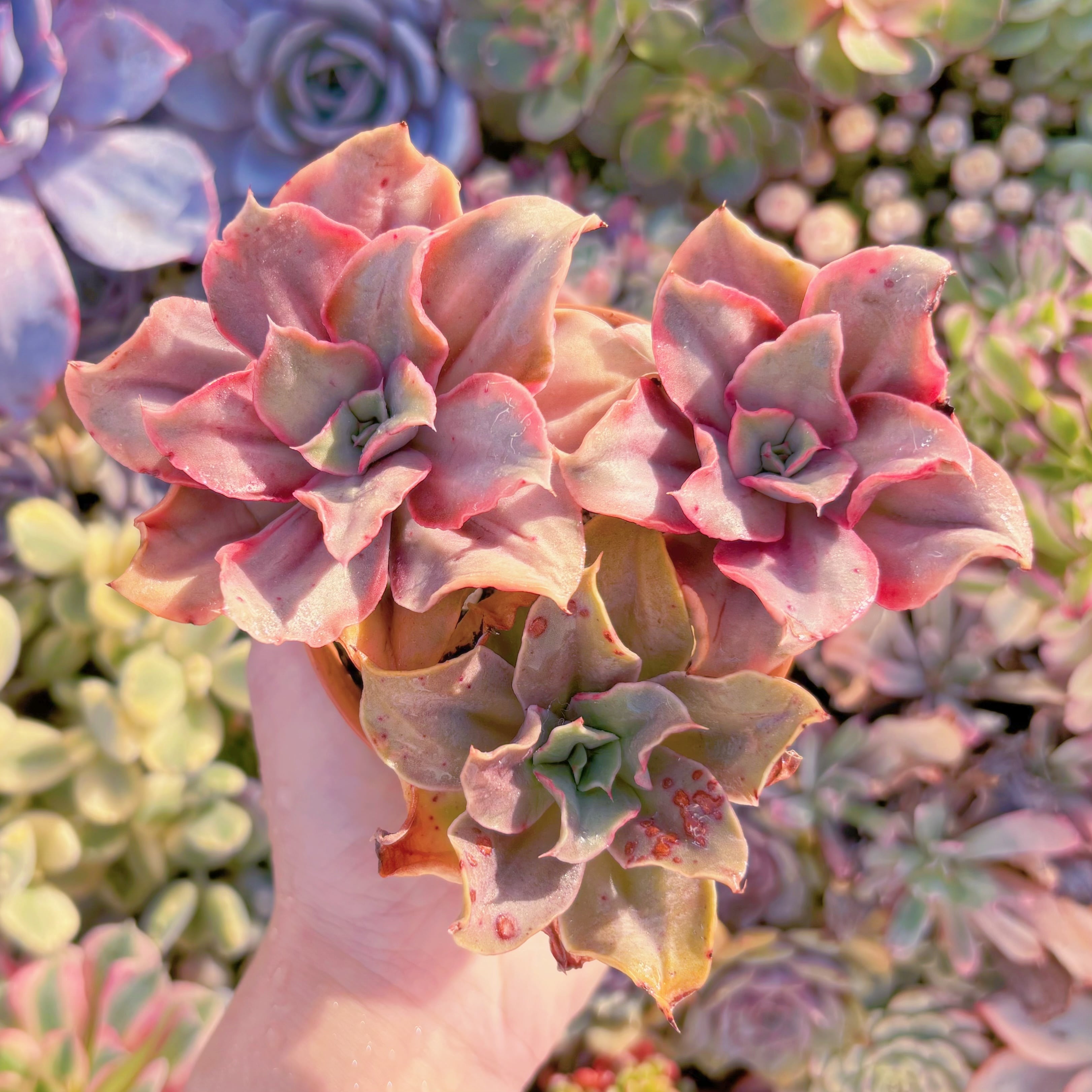 現品　古琴錦#906　群生　るる農園