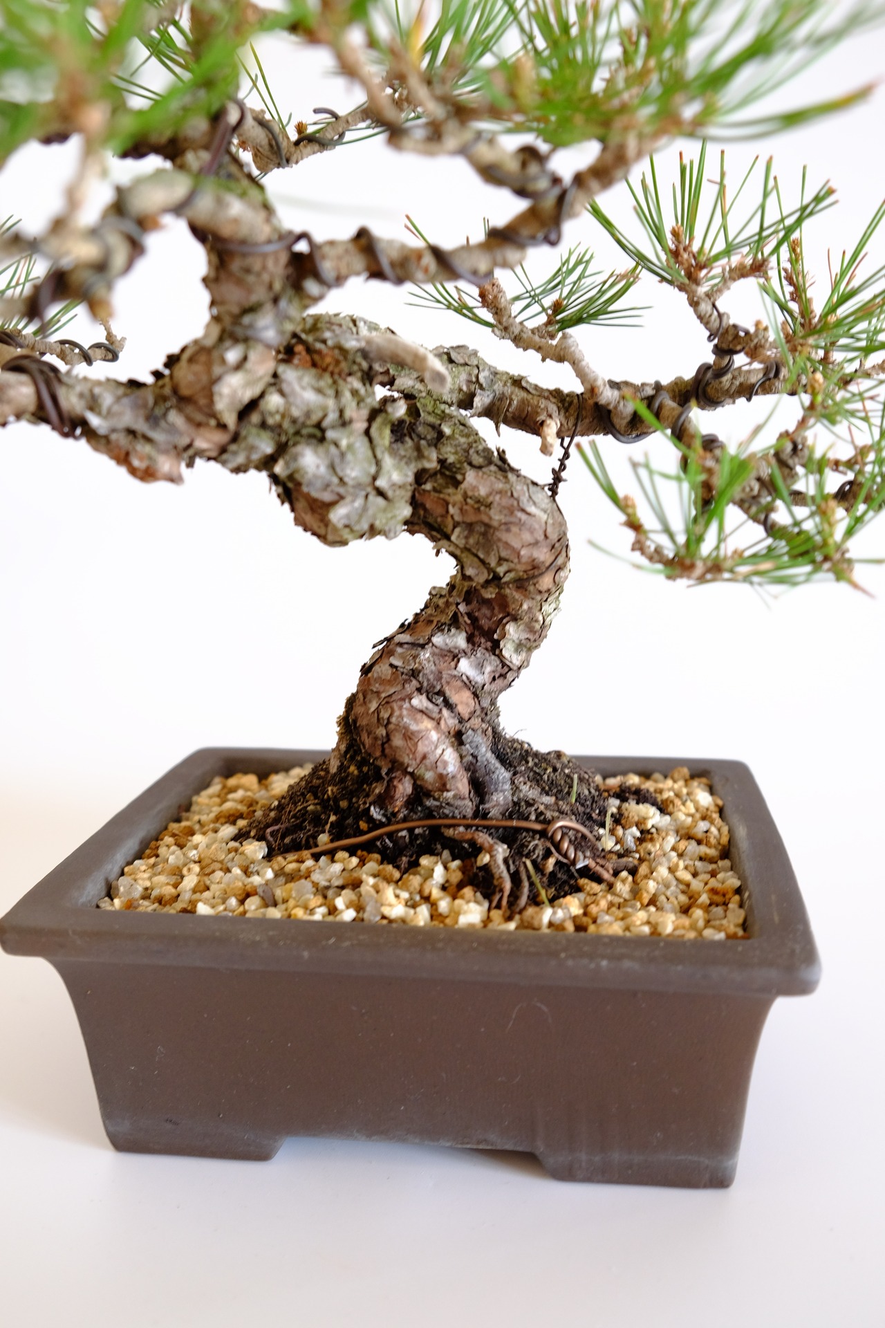 11. 赤松 Akamatsu (Red pine)